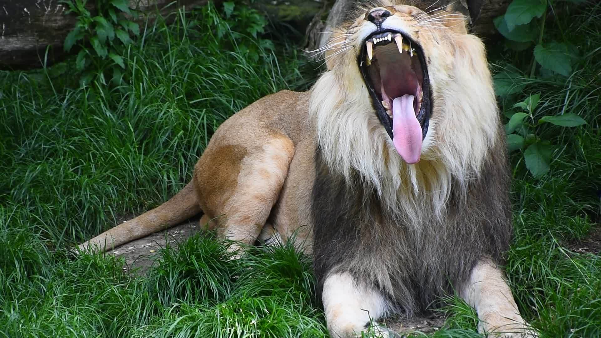 雄狮打哈欠的近身肖像视频的预览图