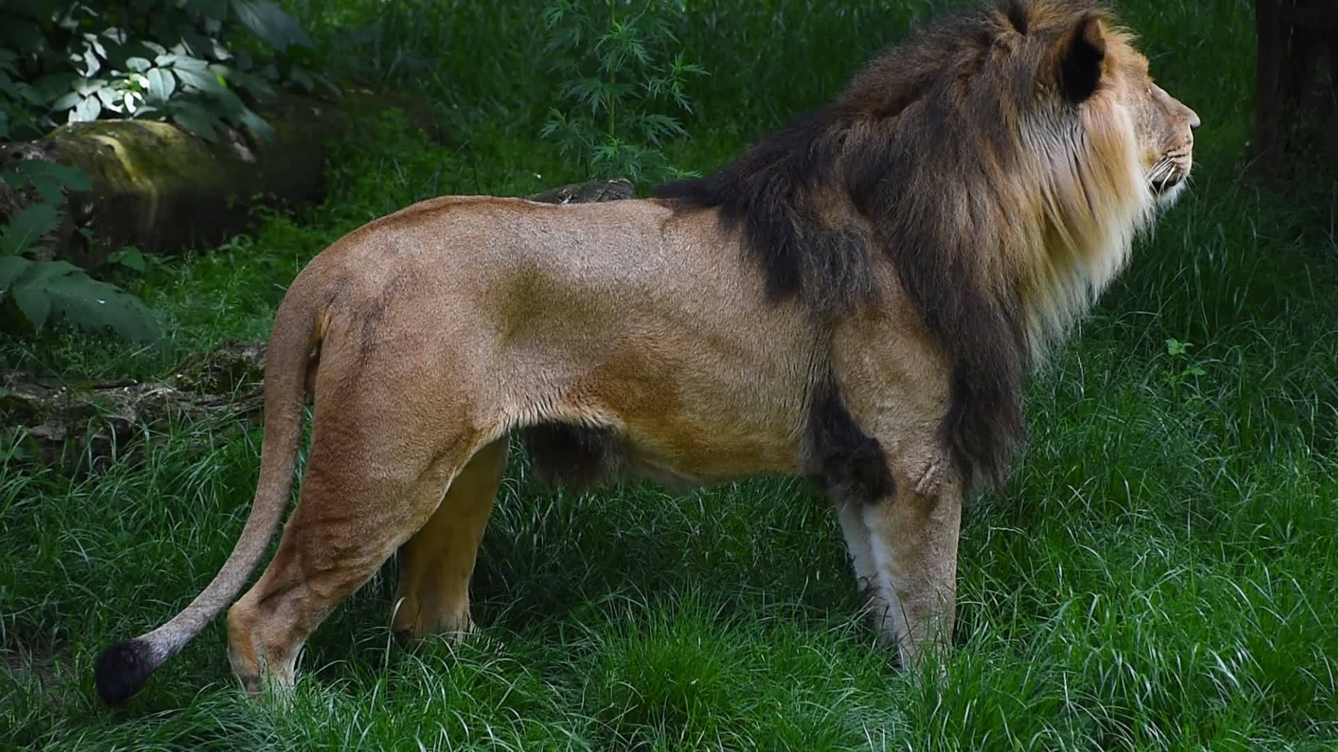 雄性狮子站在一边视频的预览图