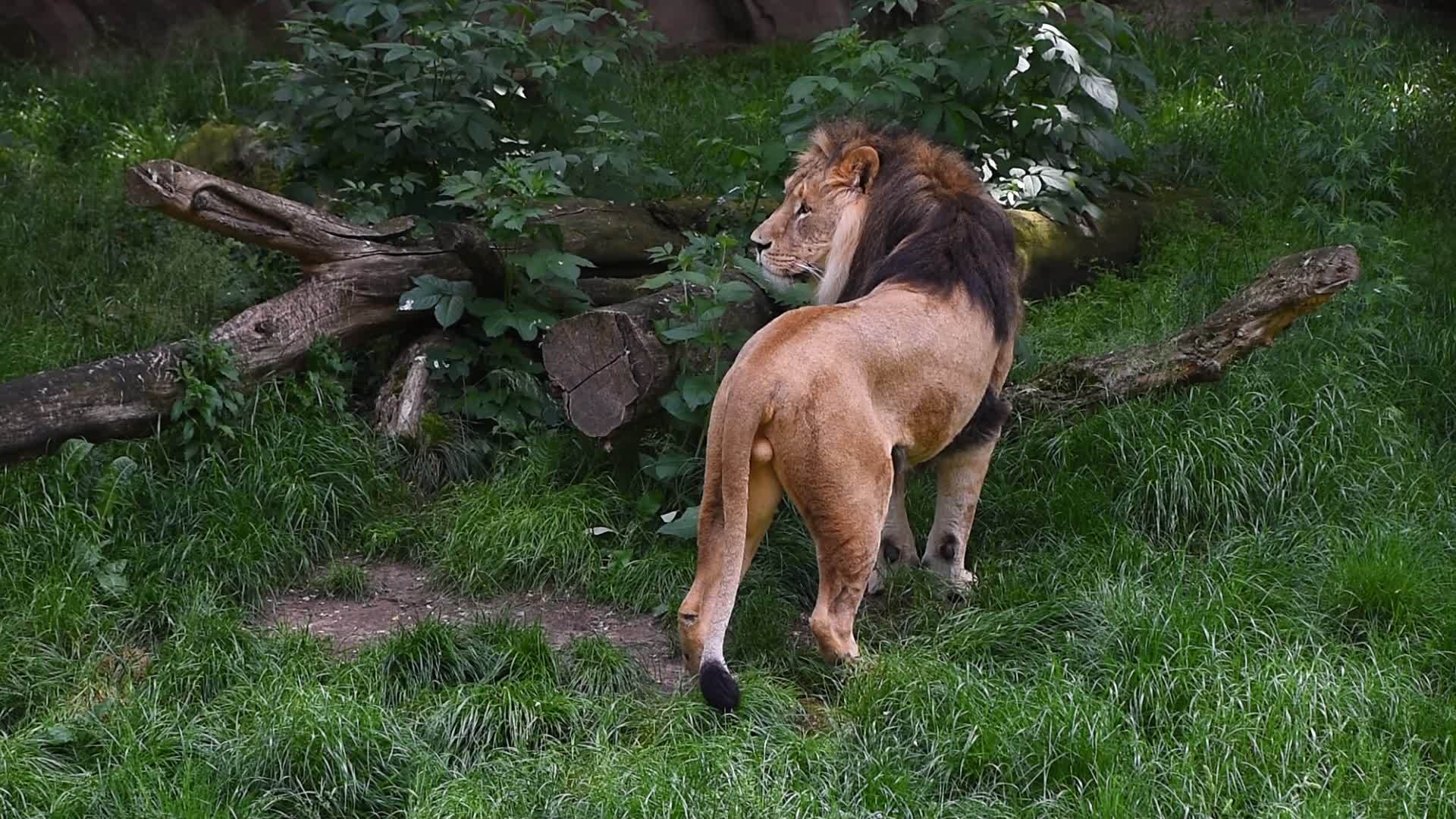走在绿草中的狮子从后角看视频的预览图