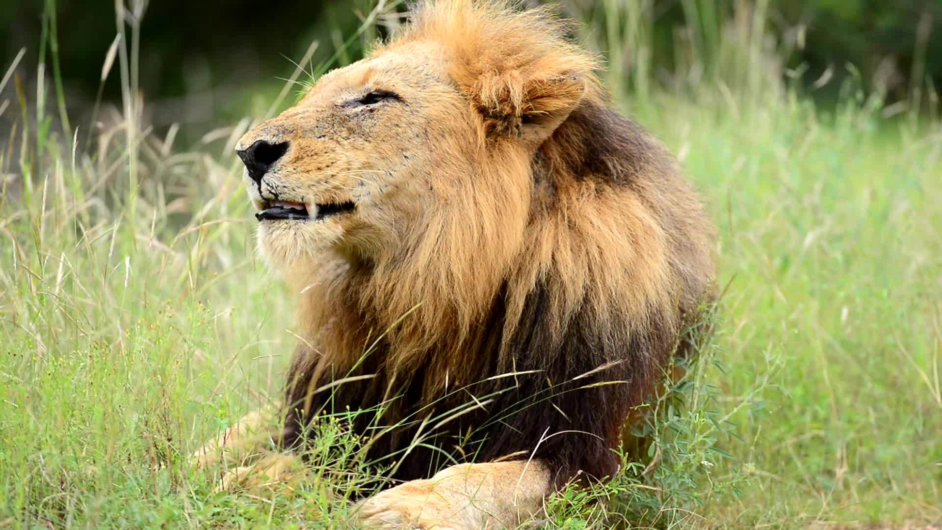 雄狮在荒野中玩哈哈视频的预览图