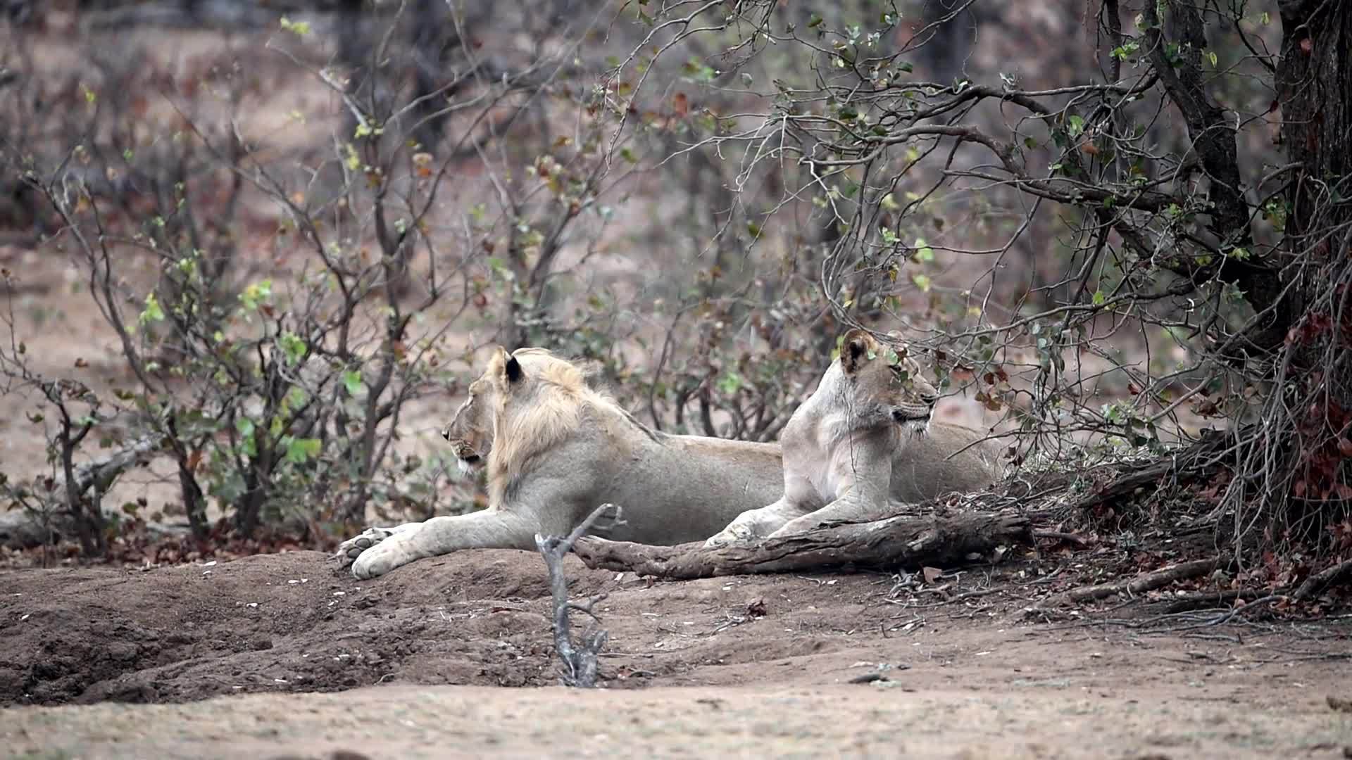 狮子狮在非洲野外视频的预览图