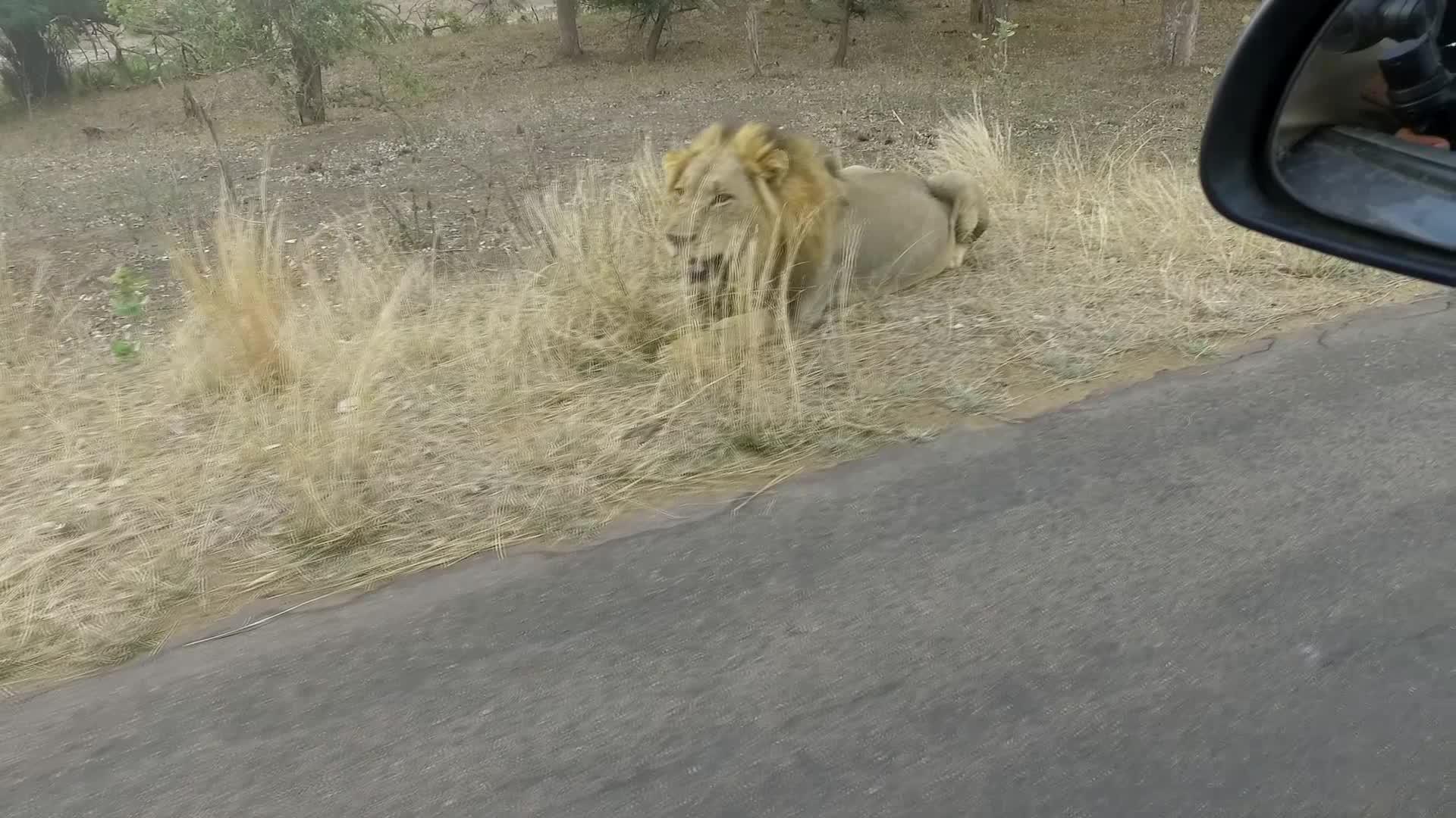 在荒野的路上在狮子旁边视频的预览图