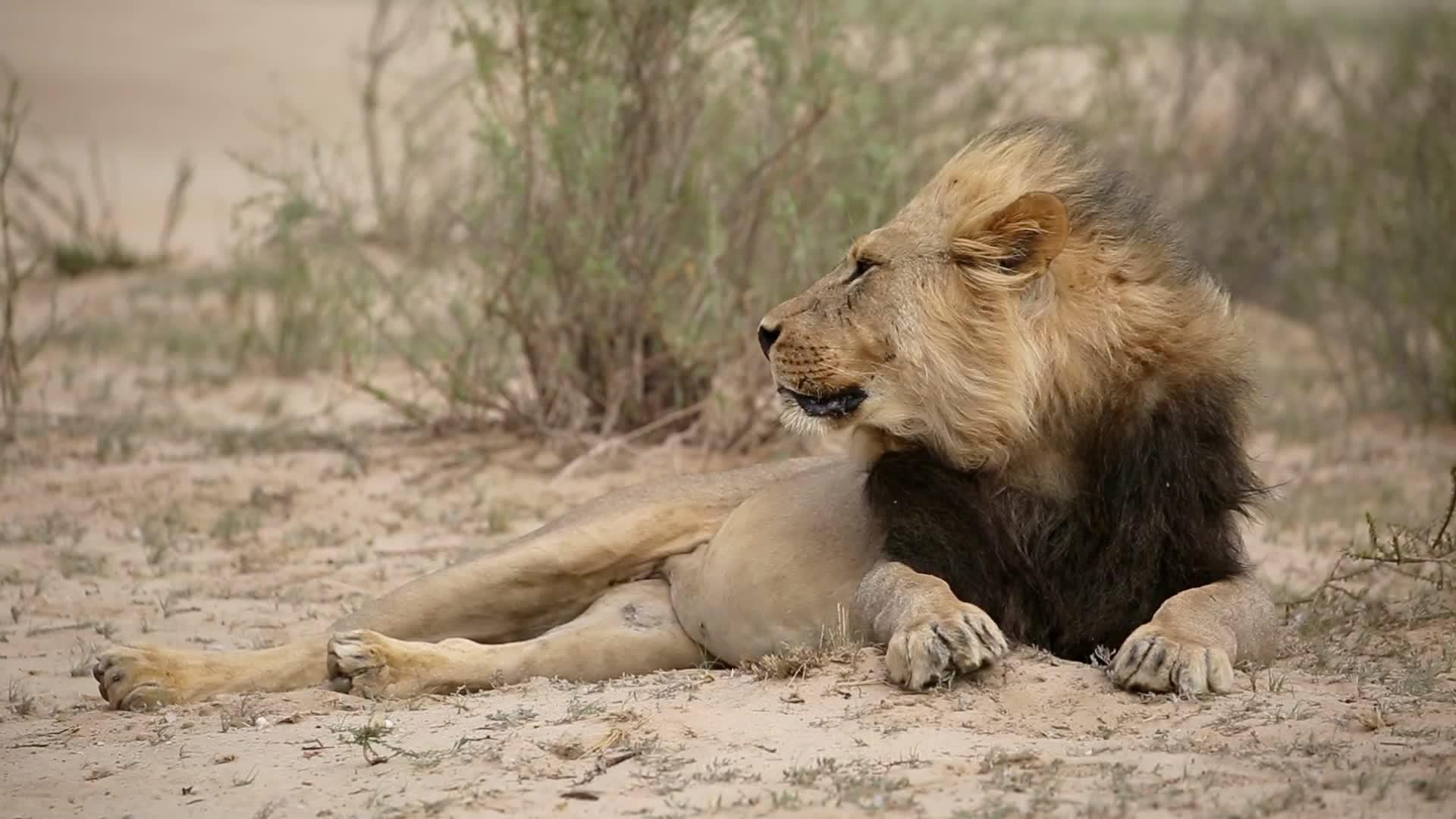 男性非洲狮子和马豆在风中吹视频的预览图