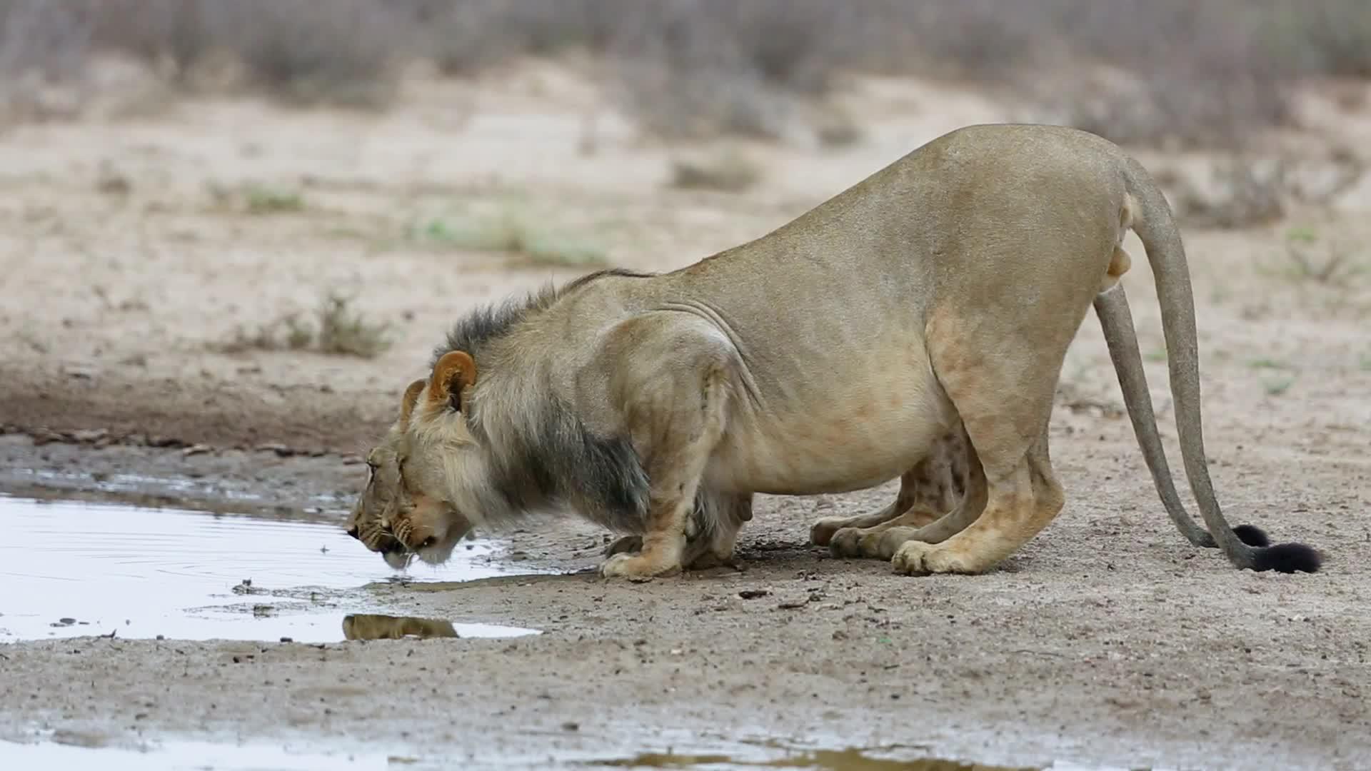非洲狮子饮用水卡拉哈里沙漠视频的预览图