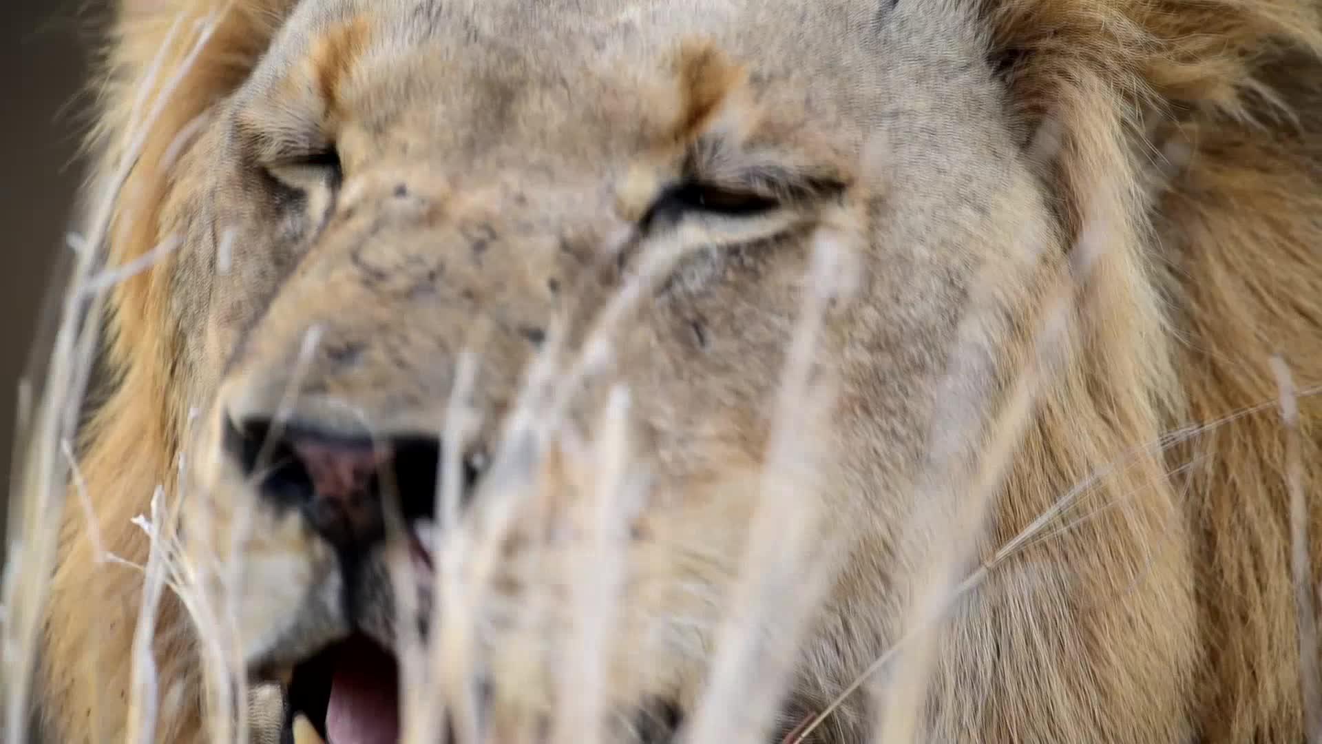 狮子超级超近镜头视频的预览图