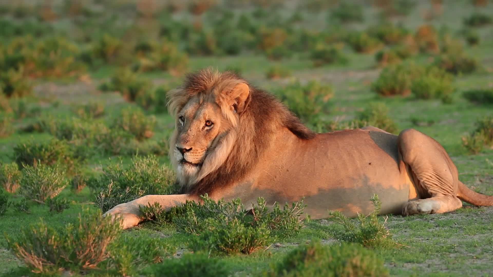 非洲雄狮正在休息视频的预览图
