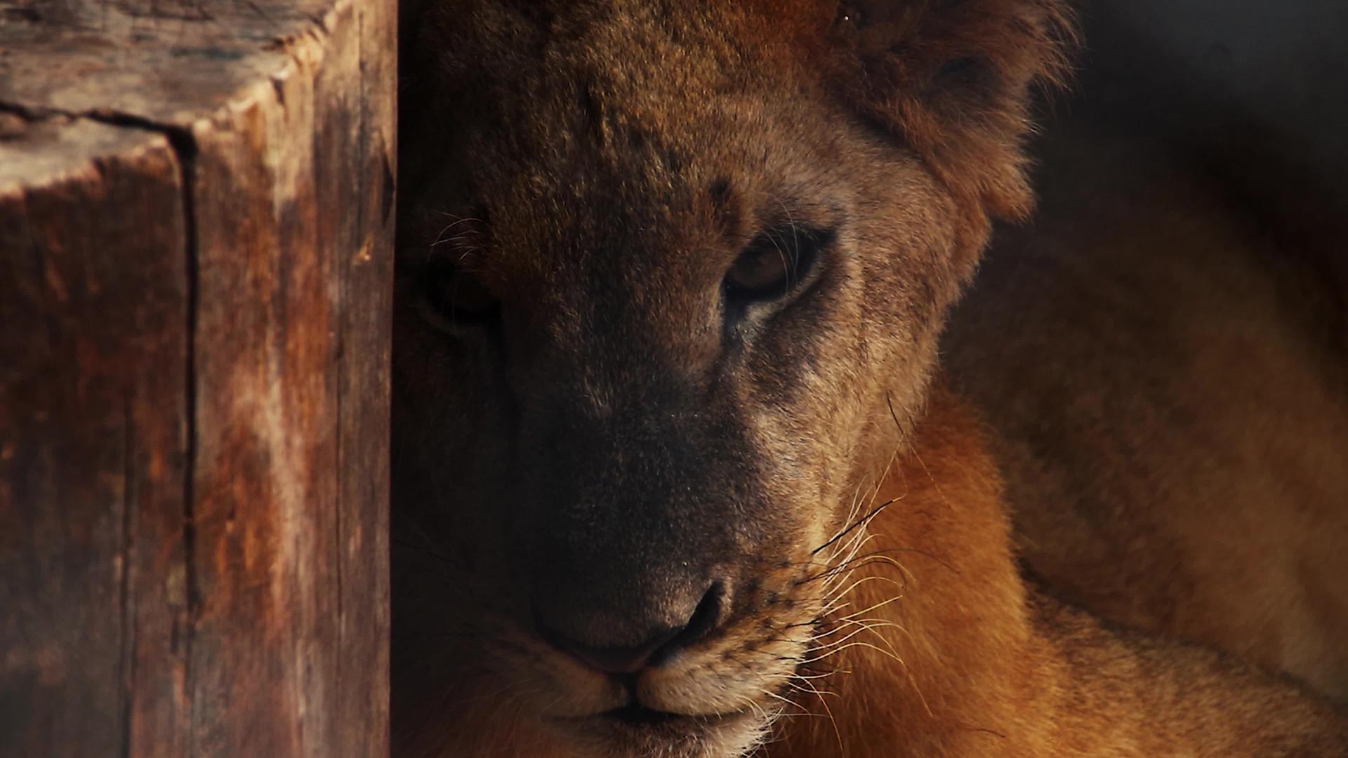 亚洲幼狮关闭打哈欠视频的预览图