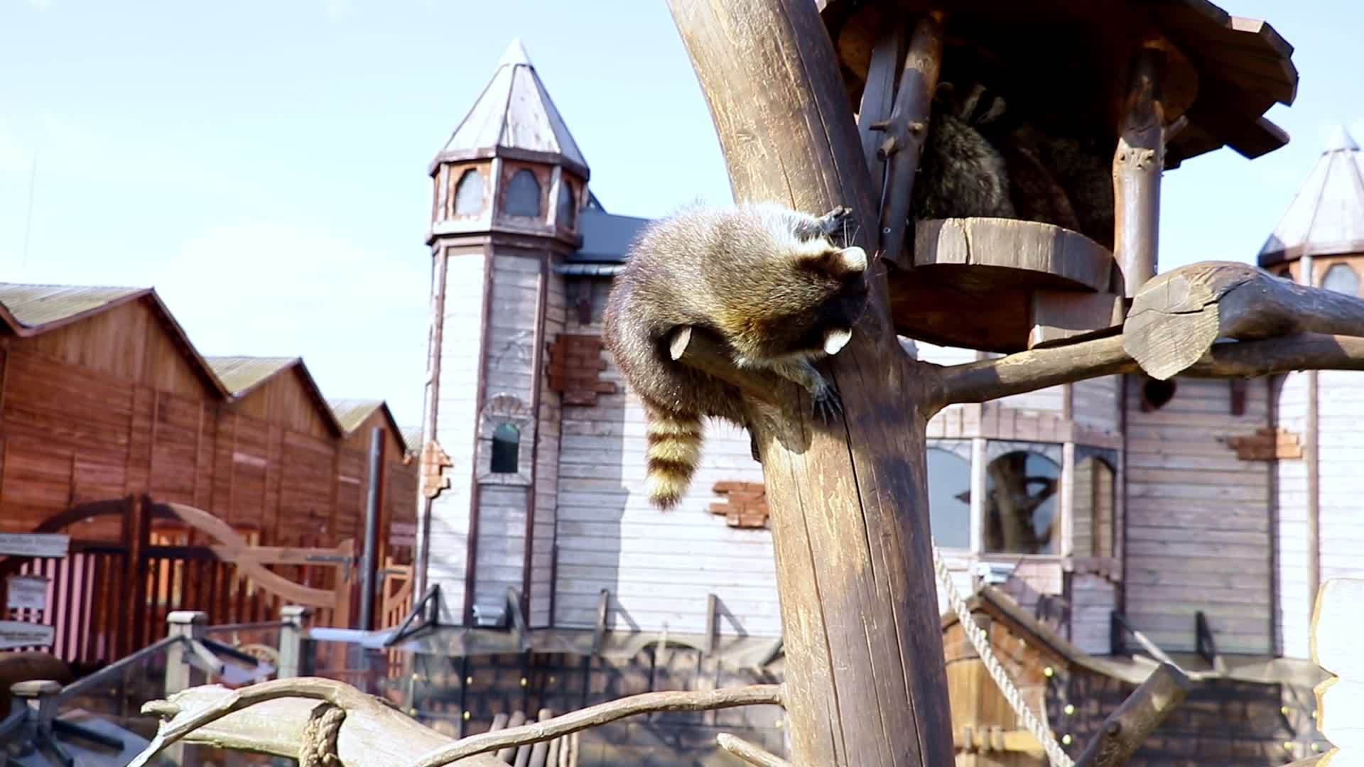 浣熊爬上木屋的树视频的预览图