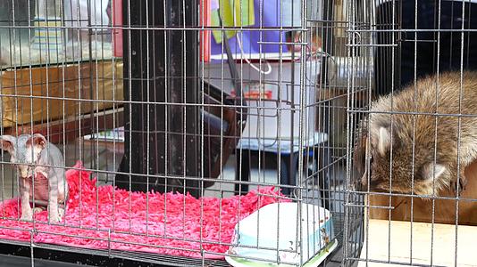 好奇的浣熊坐在宠物市场的小笼子里视频的预览图