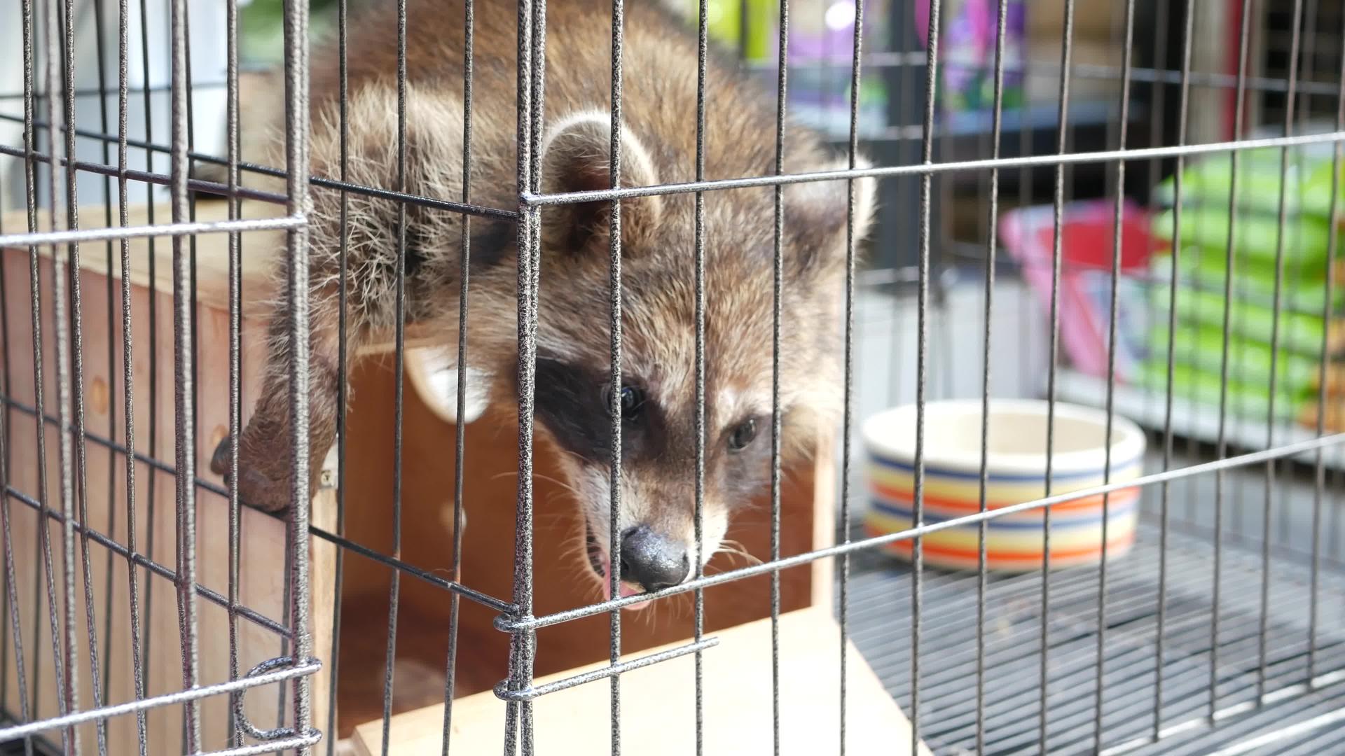 好奇的浣熊坐在宠物市场的小笼子里视频的预览图