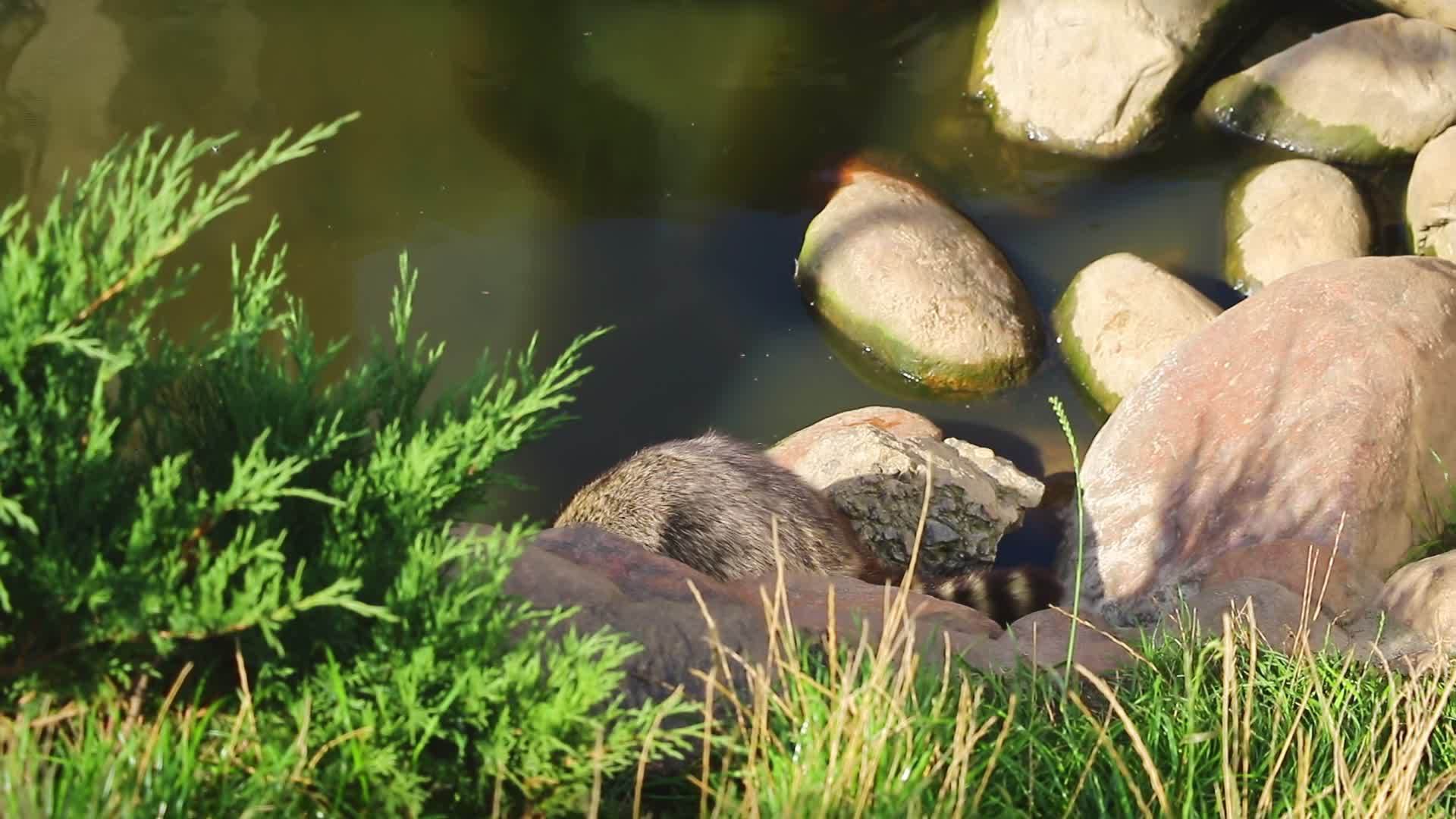 浣熊在水中冲洗视频的预览图