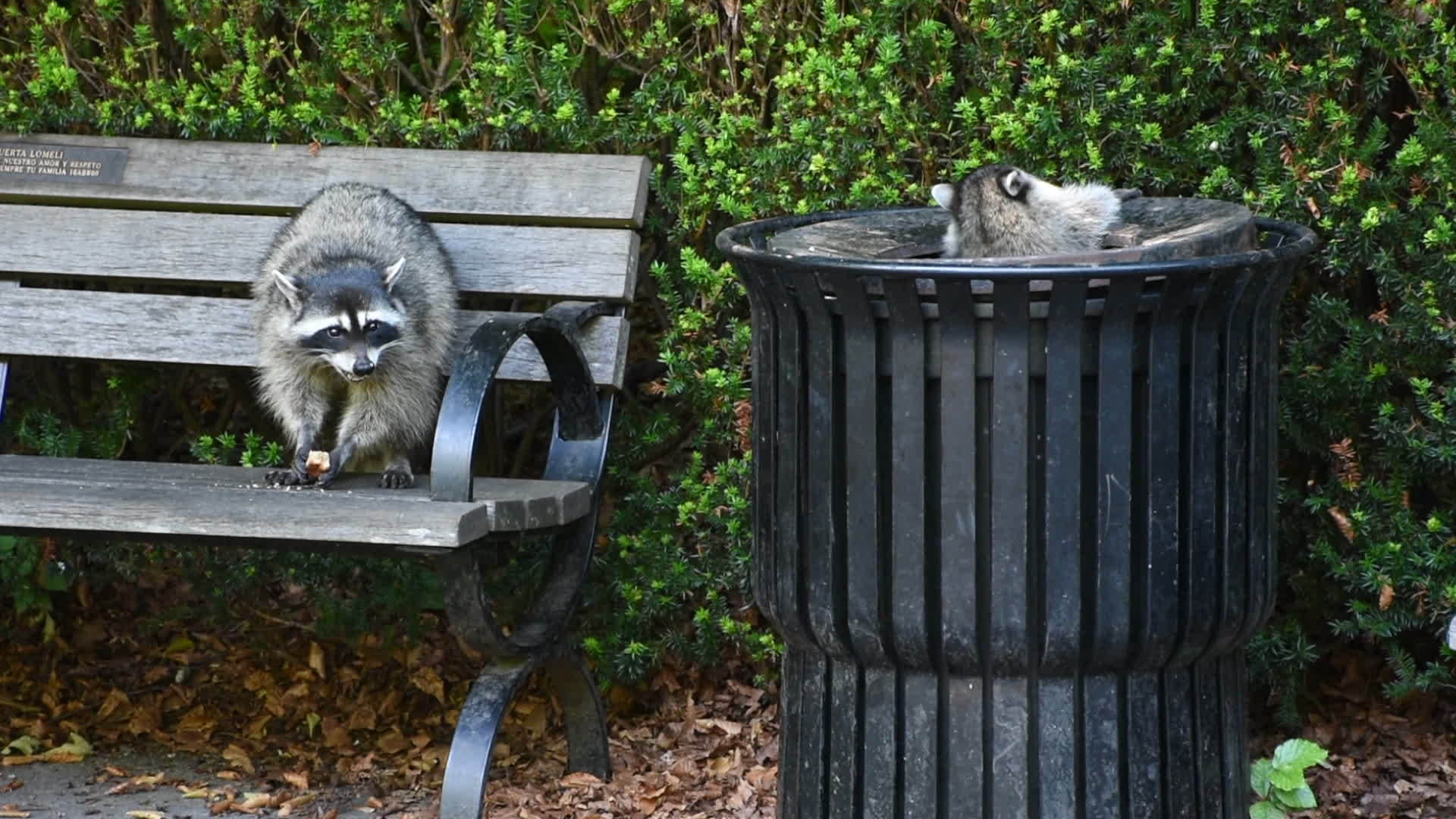 在斯坦利公园的垃圾桶里吃垃圾或垃圾香肠和甘地Vancouver视频的预览图