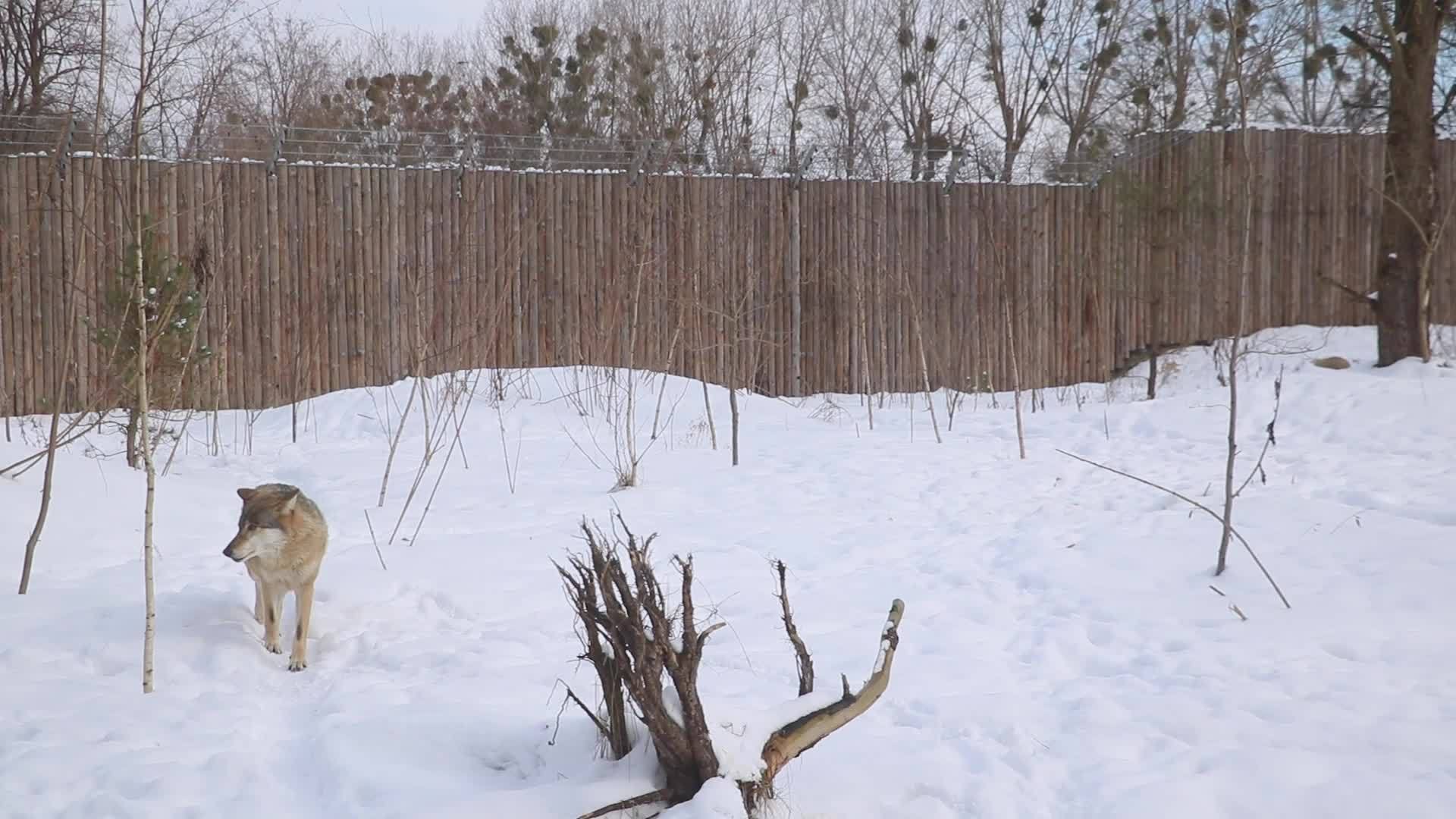 一只成年狼在雪中行走视频的预览图