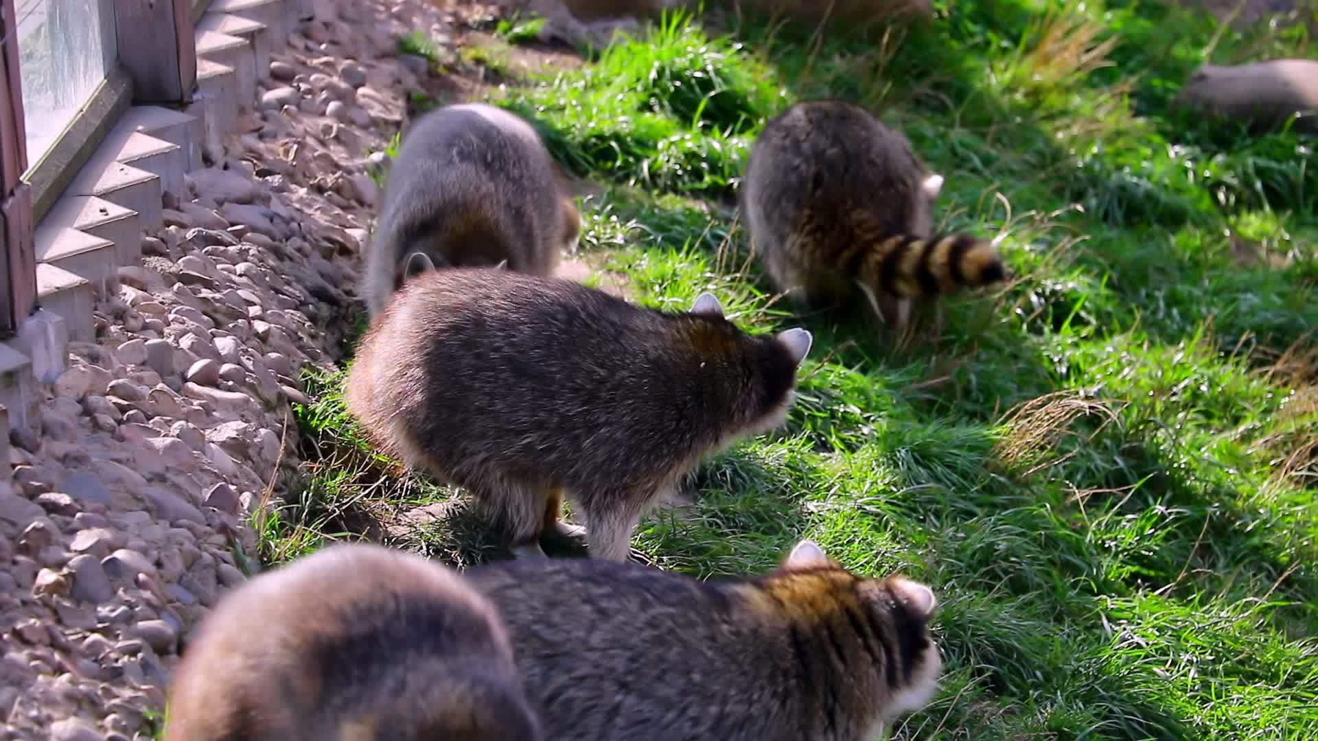 一群浣熊选择性地在绿草上行走视频的预览图