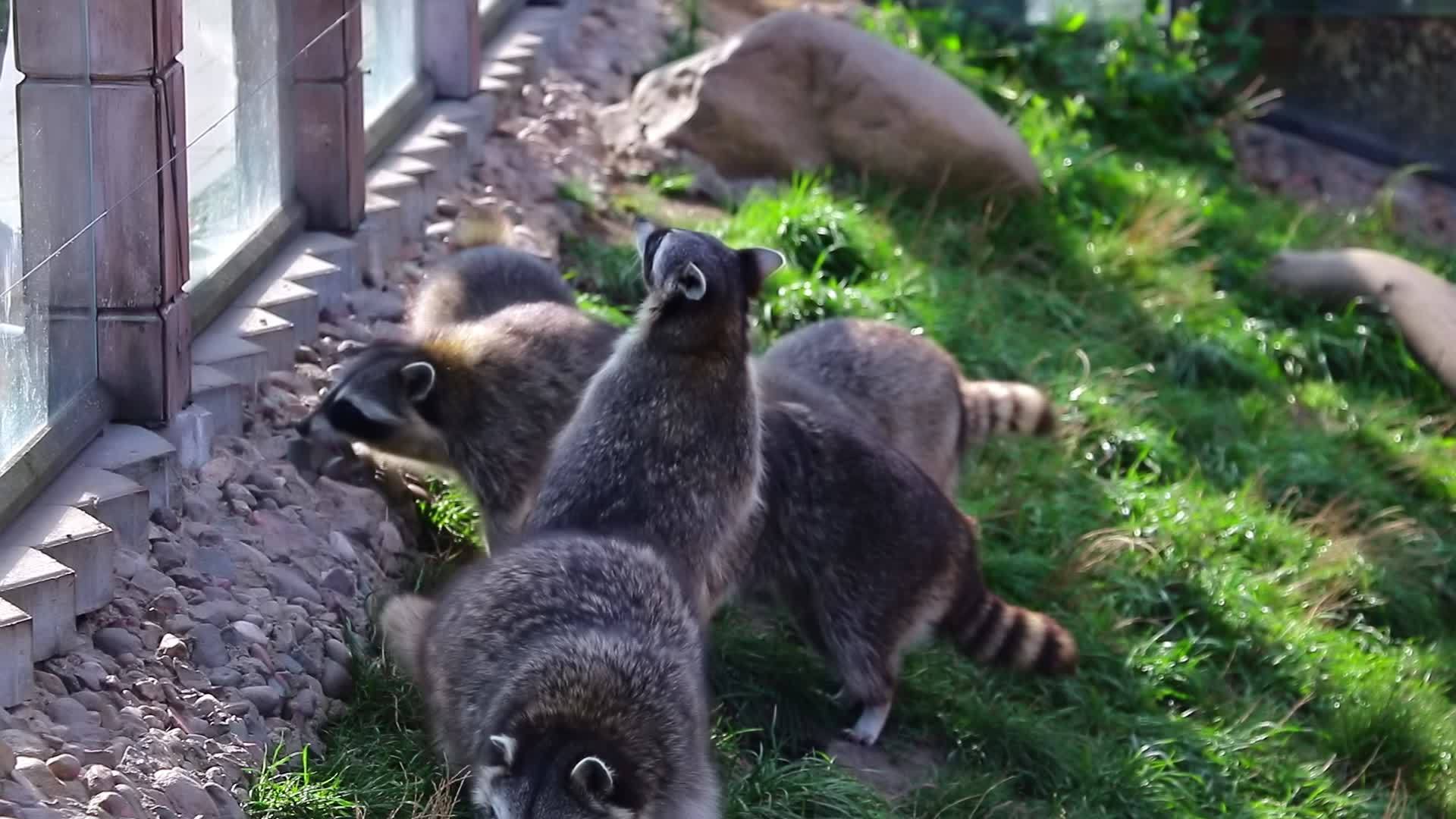 一群浣熊在草地上寻找食物视频的预览图