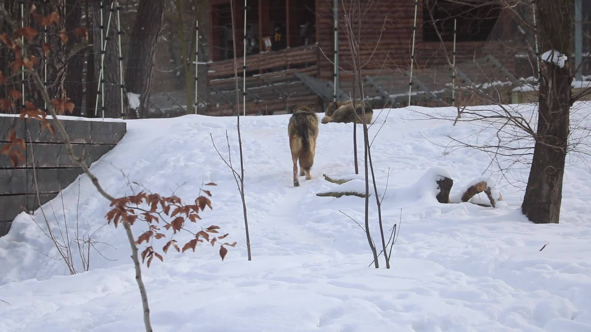 狼沿着这条路躺在雪地上视频的预览图