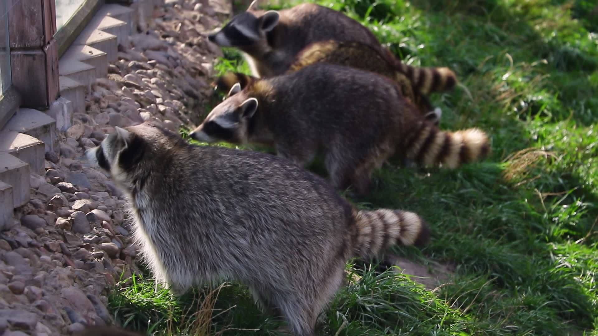 一群浣熊走在绿草上寻找食物视频的预览图