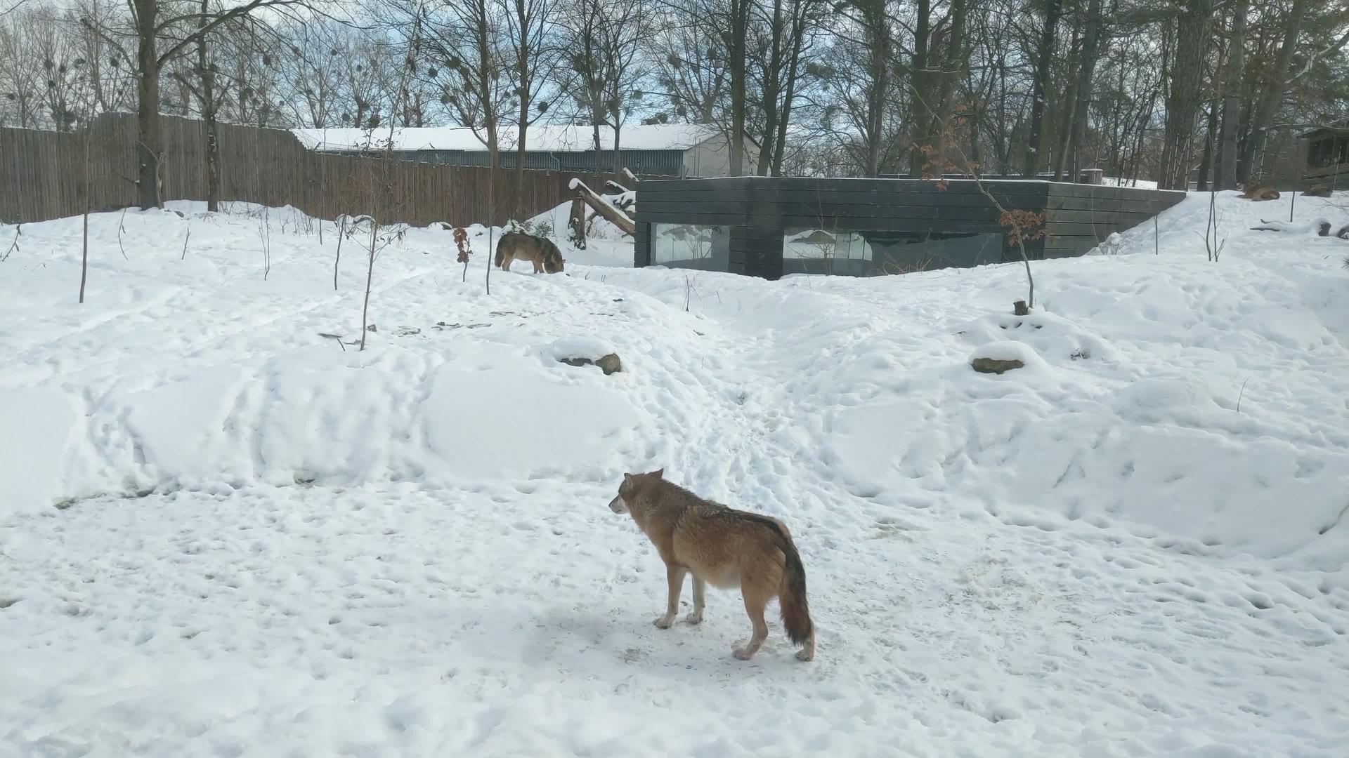 成年狼在冬天关得很近视频的预览图