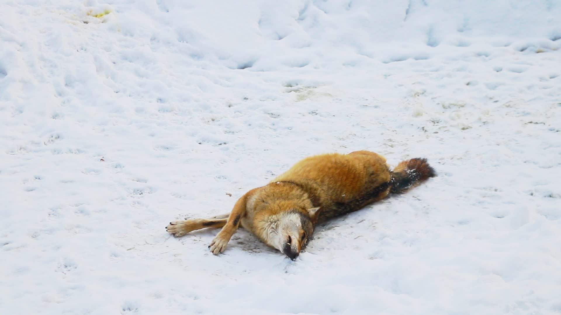狼躺在地上被雪洗干净了视频的预览图