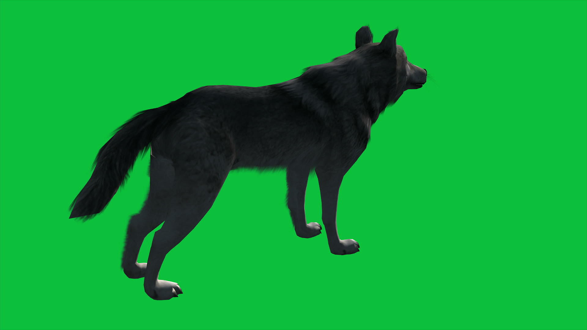 4k动画狼在绿屏上行走视频的预览图