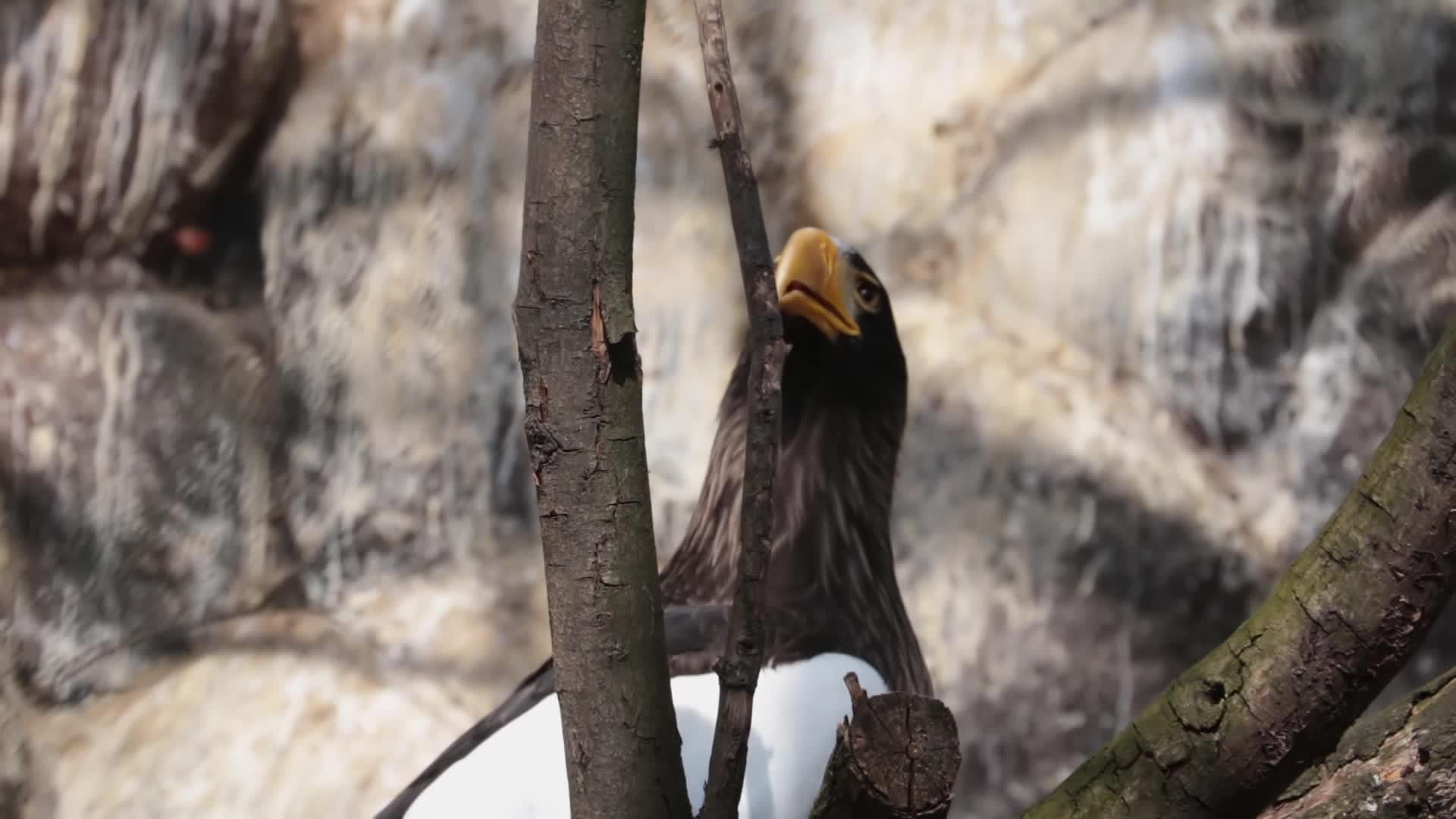 一只大黄嘴鹰坐在一棵树上视频的预览图