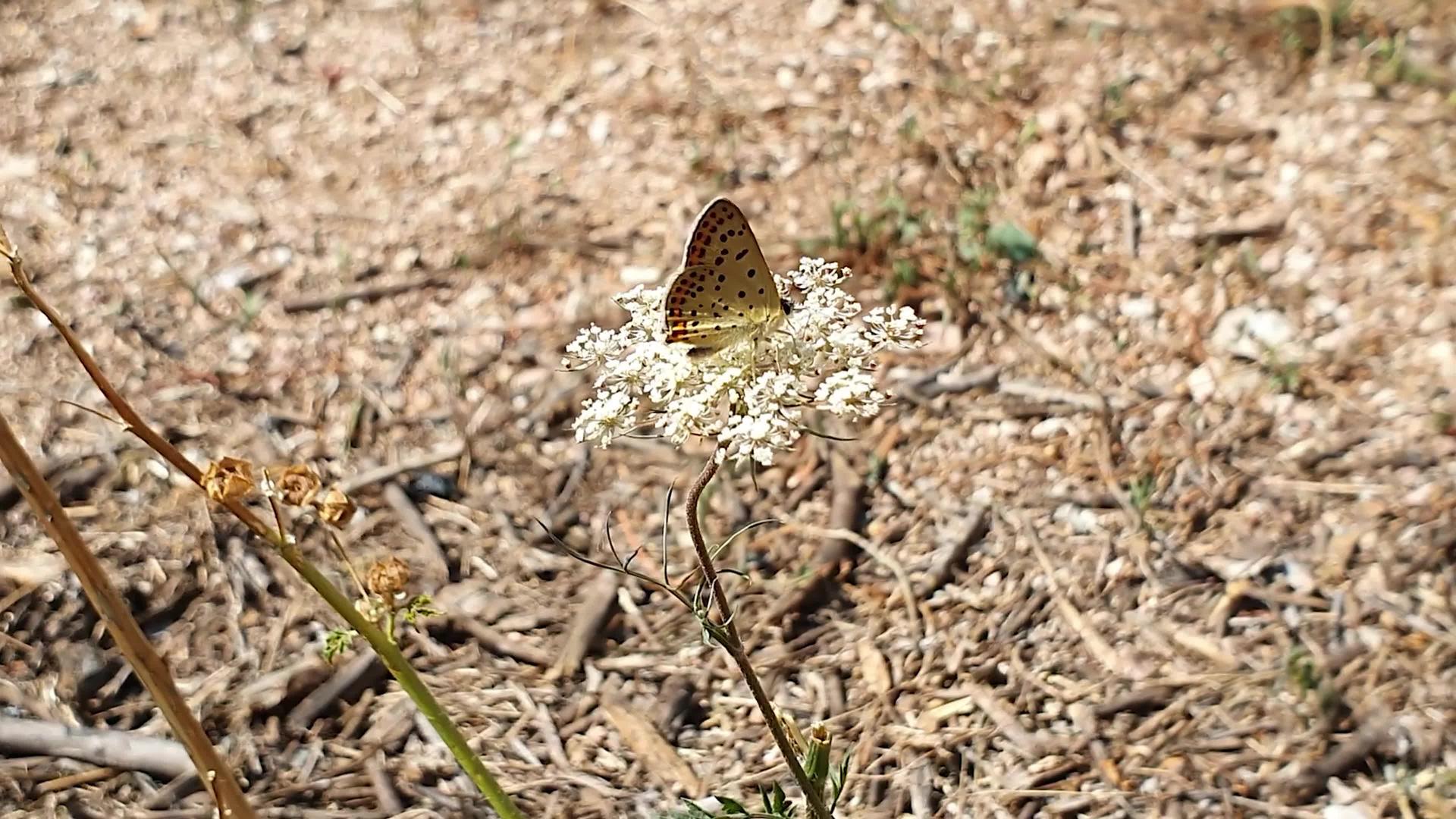 夏天野花上的蝴蝶视频的预览图
