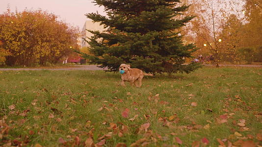 笑狗在草地上玩球视频的预览图
