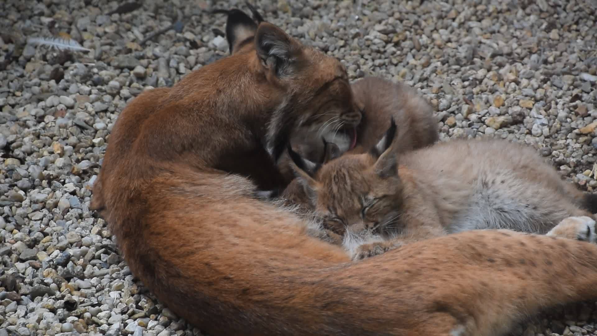 妈妈把两只小猫关得很紧视频的预览图