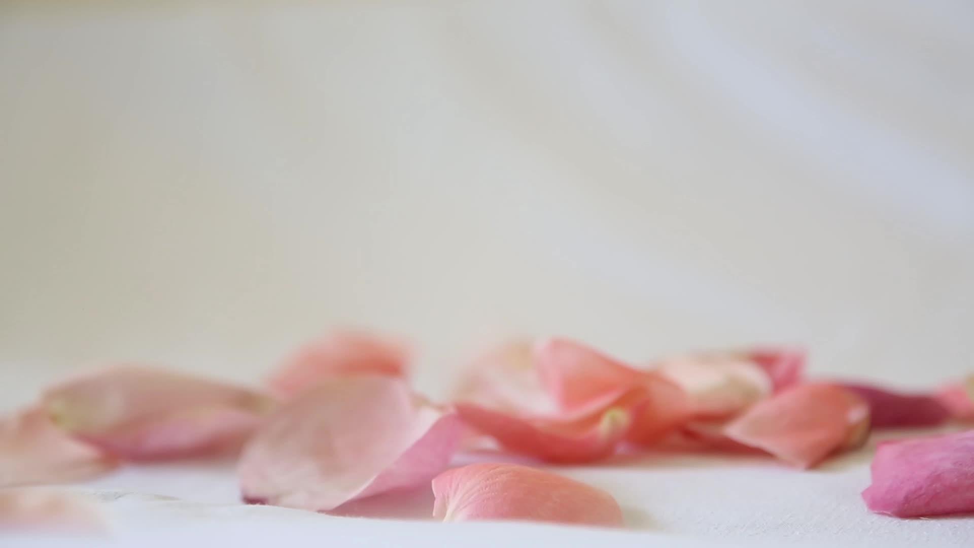 花瓣是苍白的粉红色落在白布上视频的预览图