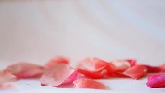 粉色花瓣从上到下落在白色背景上视频的预览图