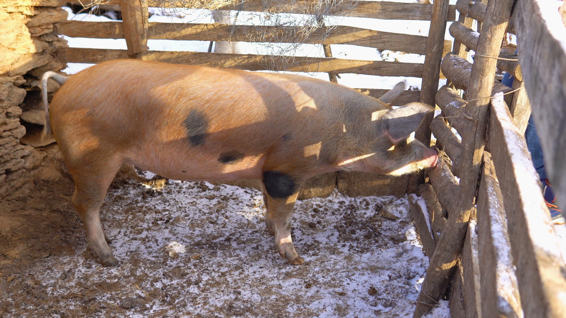 棕色猪在农村农场视频的预览图