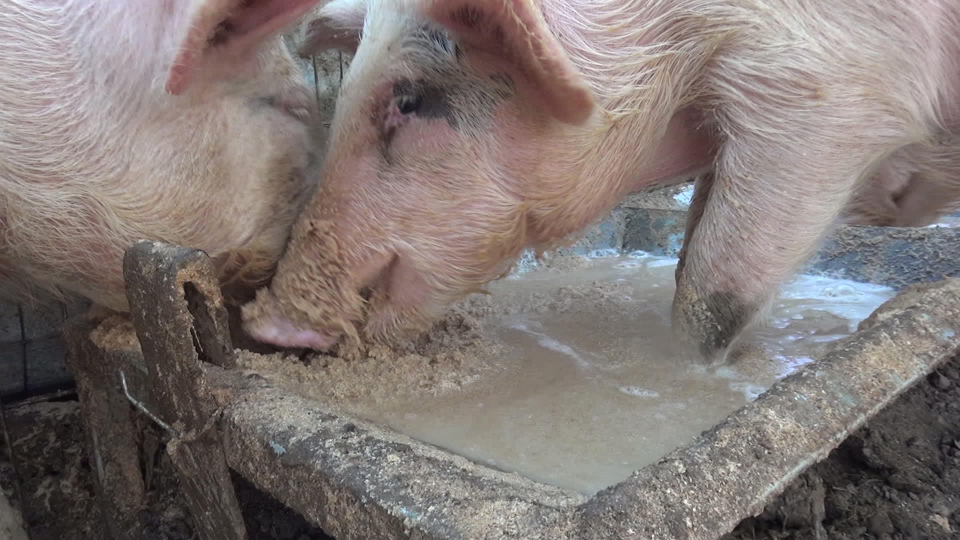 猪贪吃视频的预览图