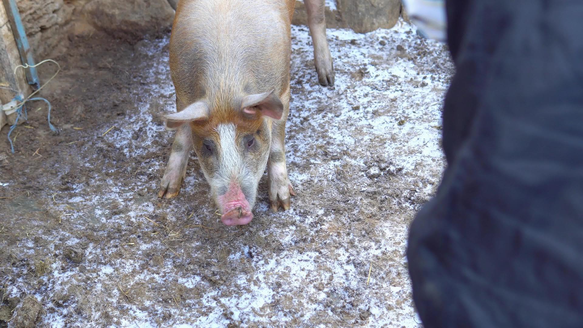 农民用铁丝网捕捉野生动物在农村农场检查一头猪视频的预览图