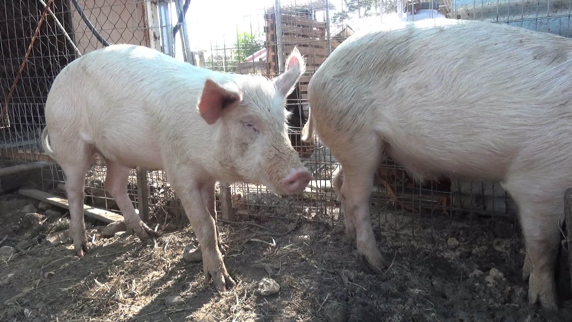 猪在马棚里视频的预览图