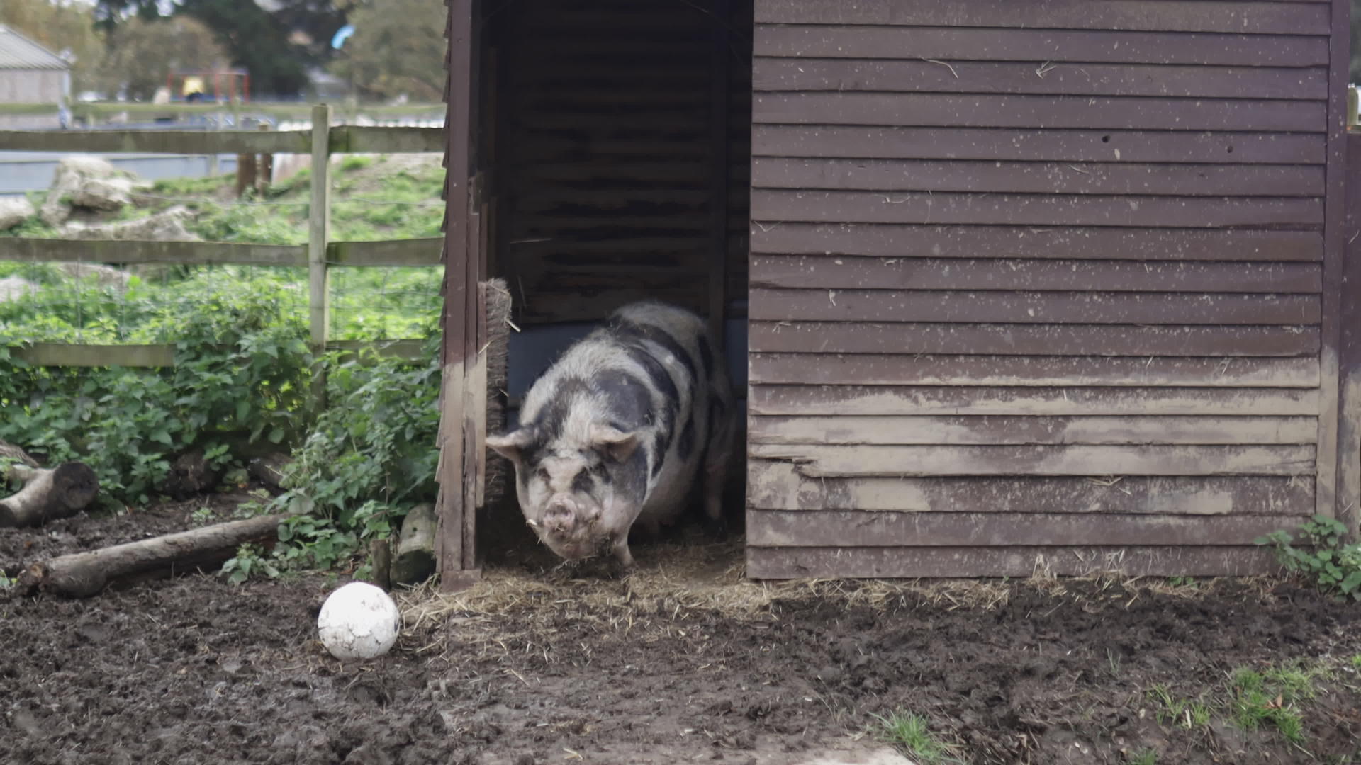 大猪静静地站在农场的木棚里视频的预览图
