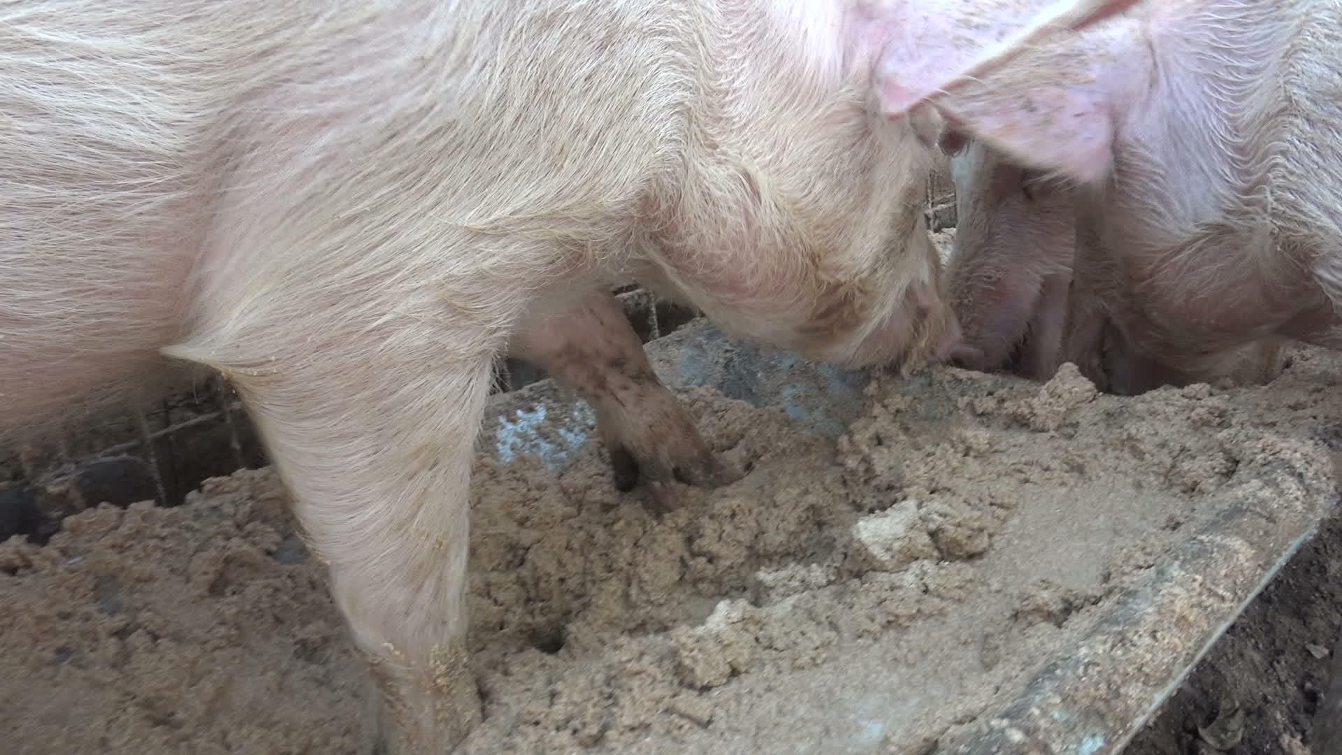 三只猪吃视频的预览图