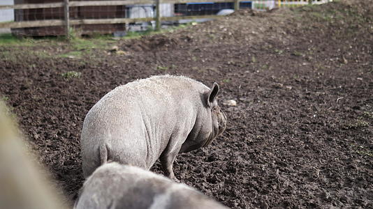 大头脏猪站在农场围栏后面的泥土上视频的预览图