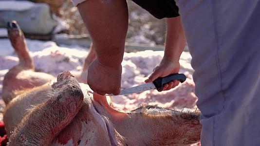 屠宰猪的农民视频的预览图