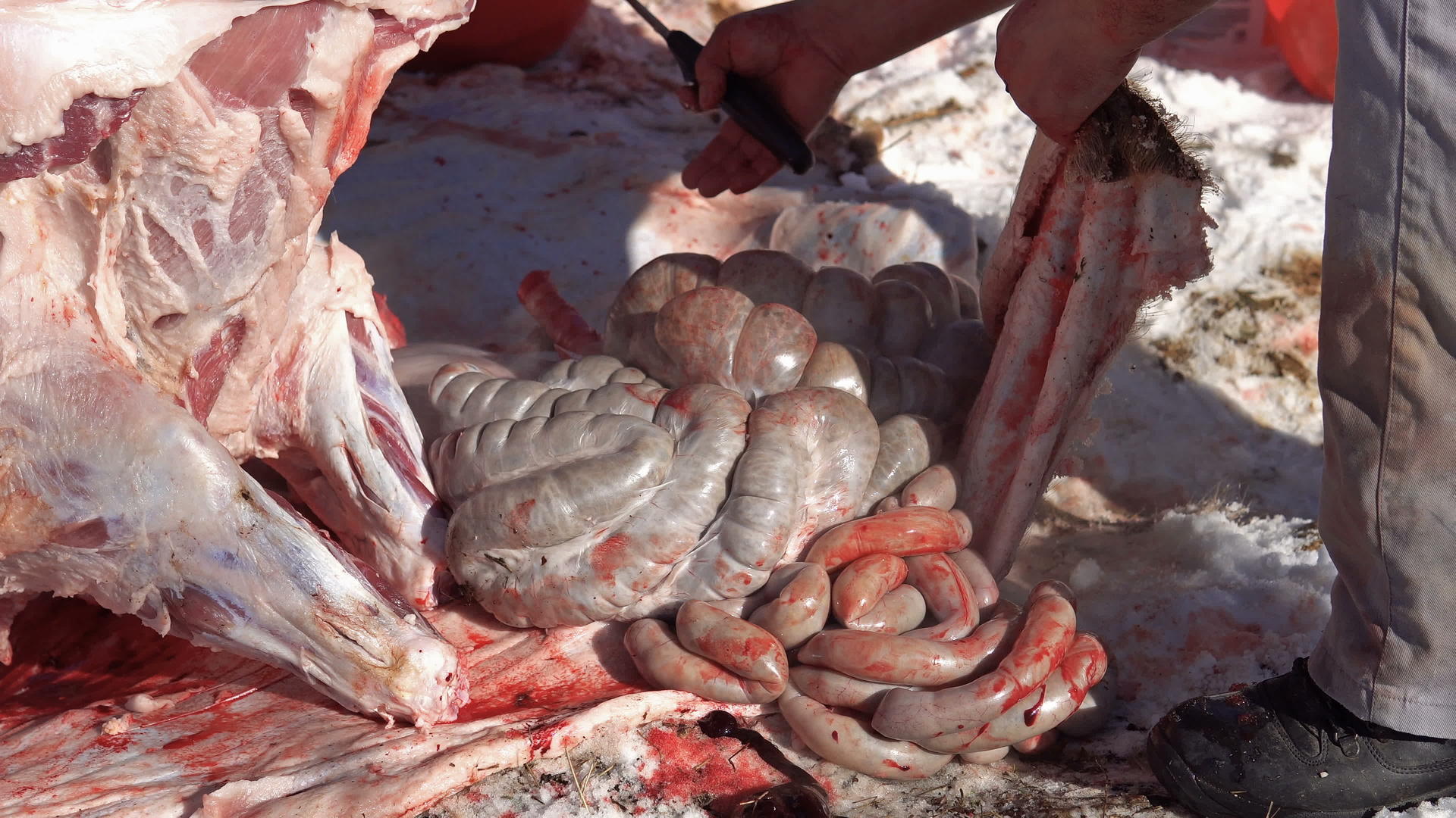 切肉取出肠和内脏、肝脏和肺视频的预览图