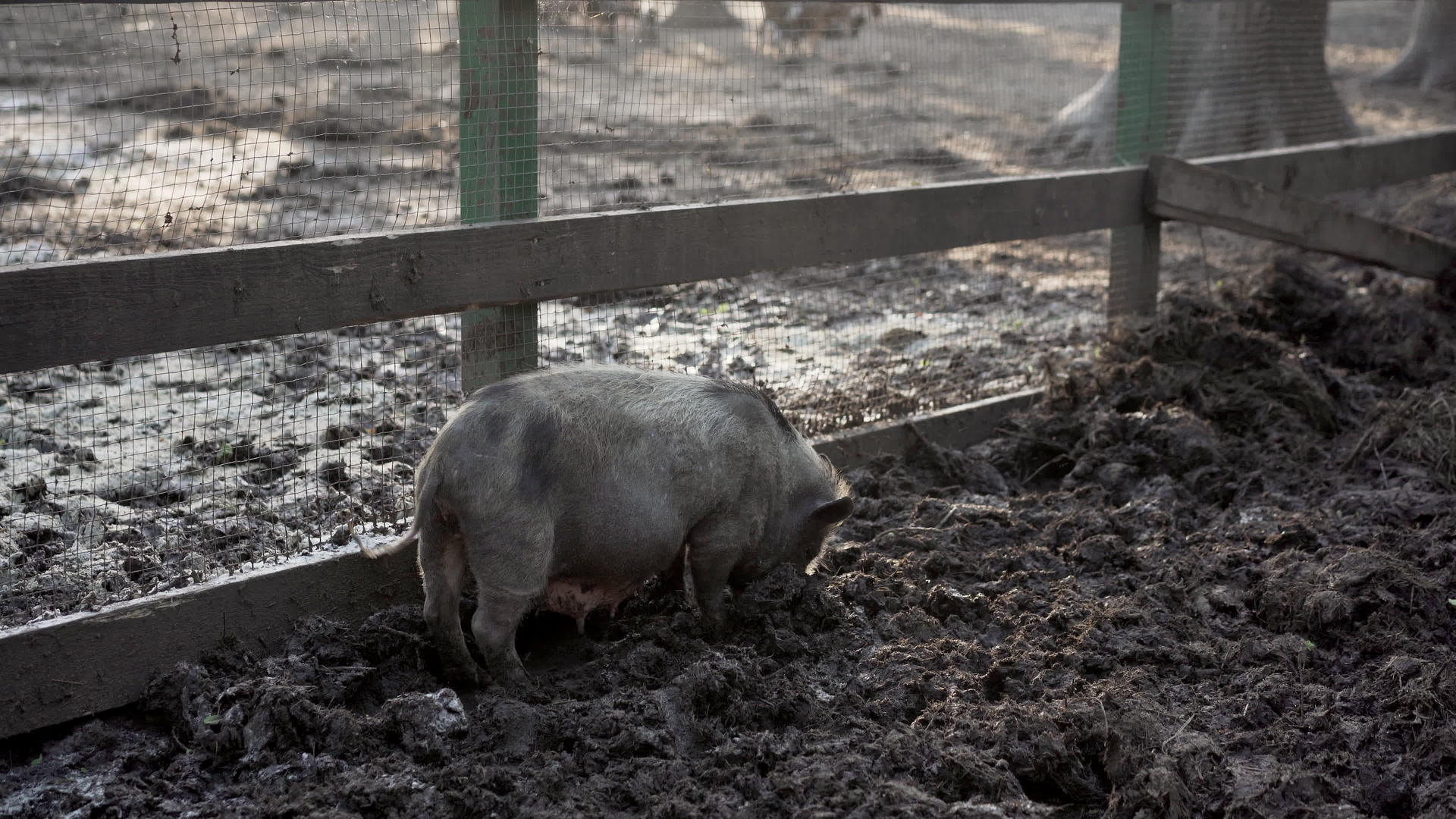 猪生态农场牲畜饲养牲畜视频的预览图