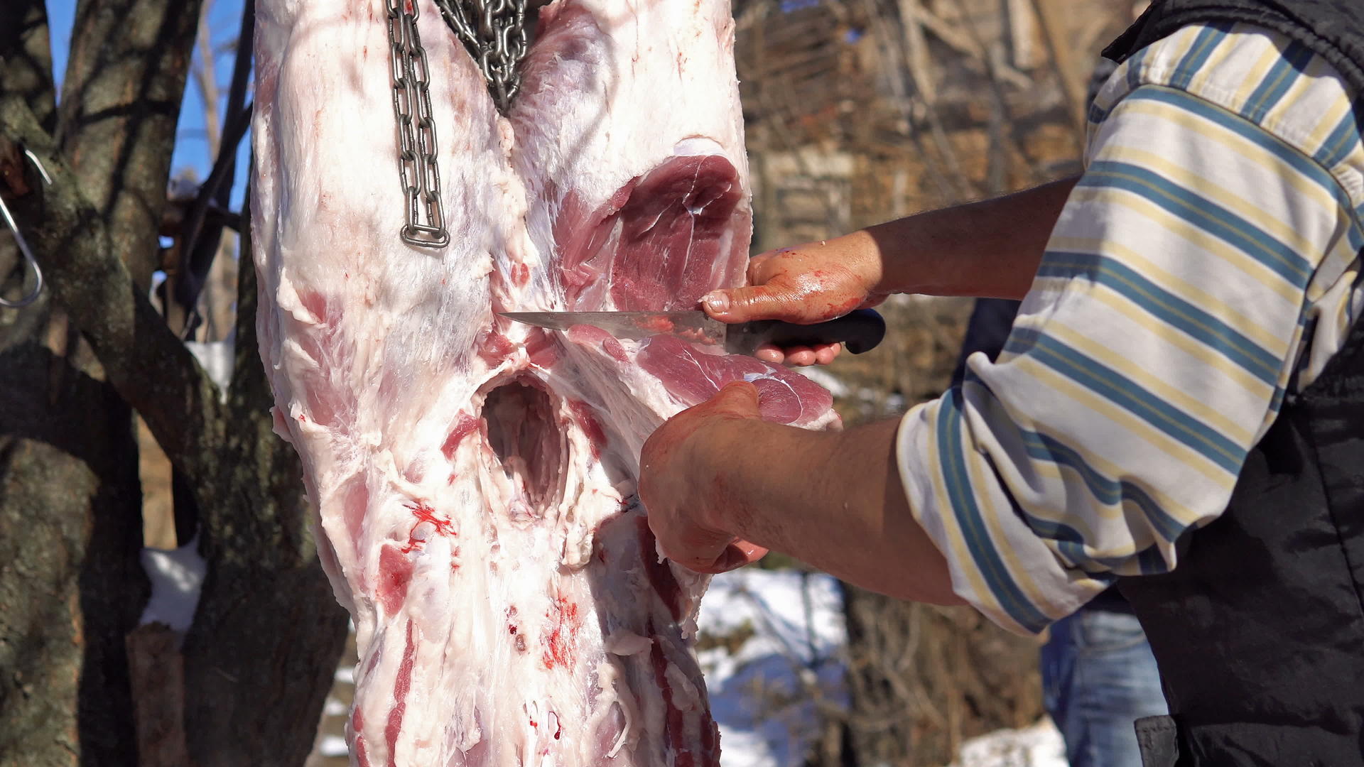 猪肉尸体挂在金属钩子上屠夫从猪肉尸体上切开脂肪视频的预览图