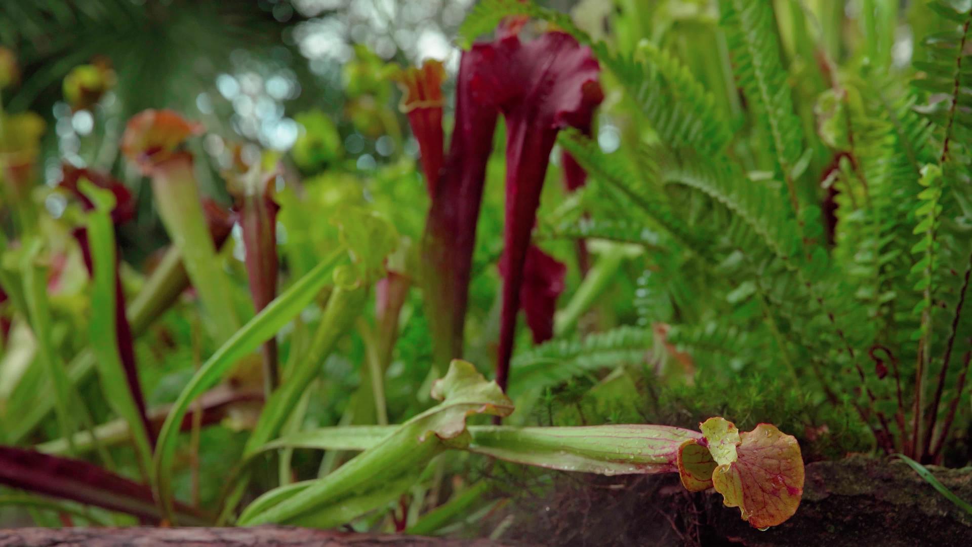 食肉植物在热带森林中捕捉昆虫视频的预览图