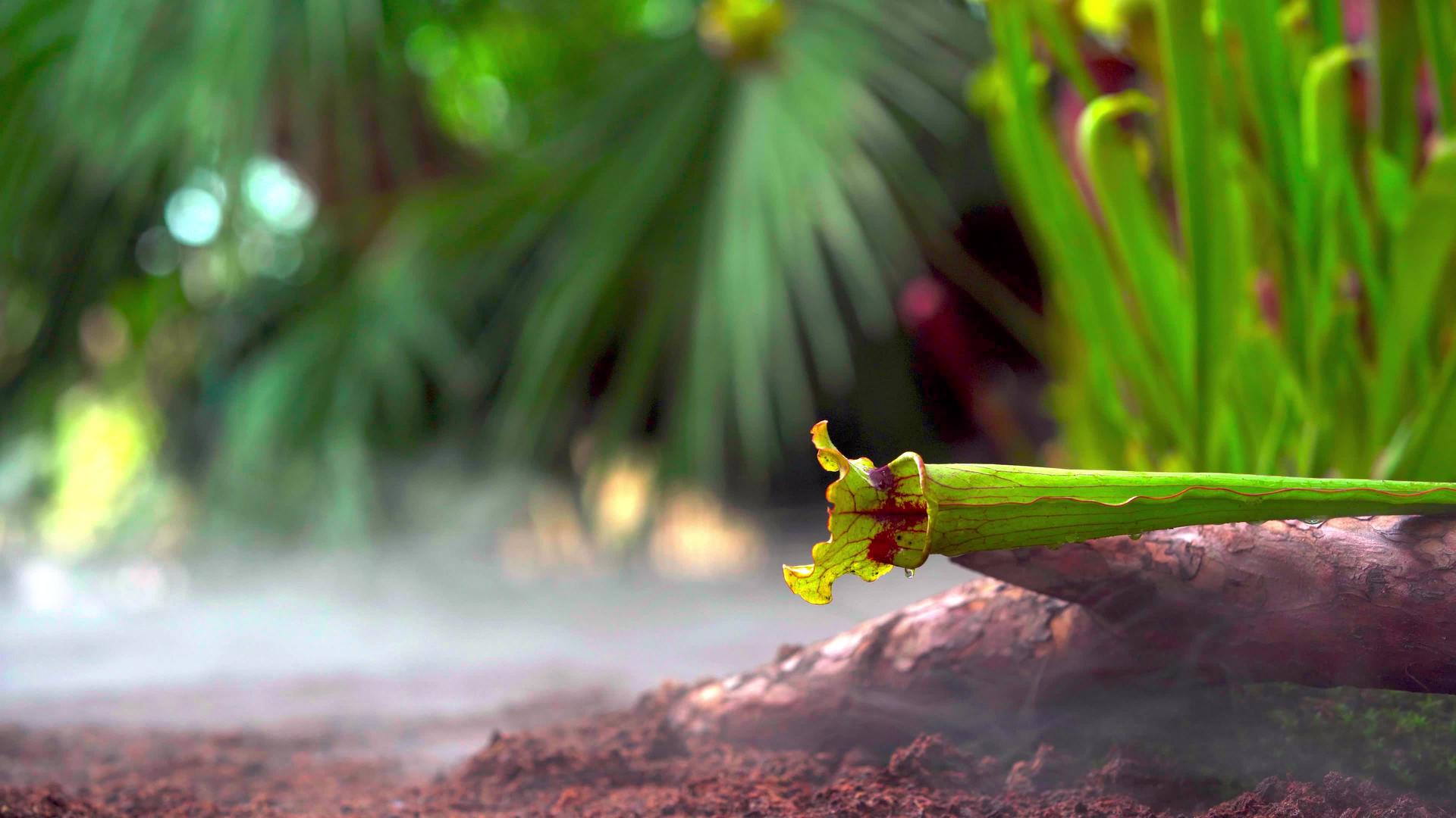 热带森林中的食虫植物视频的预览图