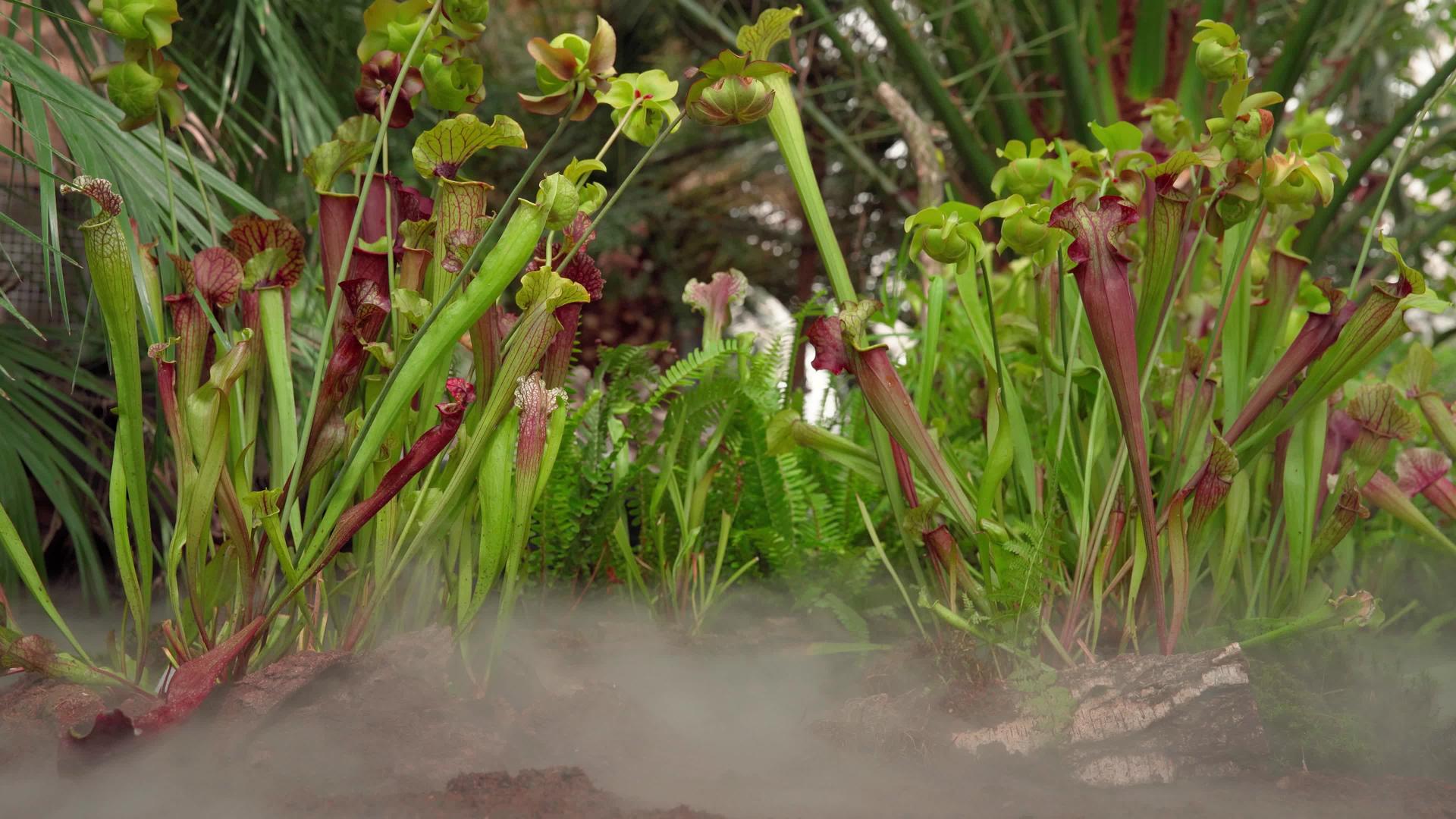 食肉植物在热带森林中捕捉昆虫视频的预览图