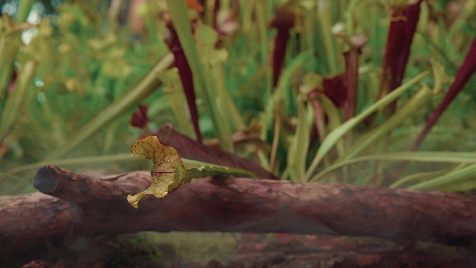 食肉黄油植物在森林中清晨雾中视频的预览图