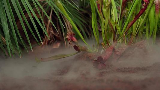 吃肉植物的蛋白质在雨林的清晨雾中视频的预览图
