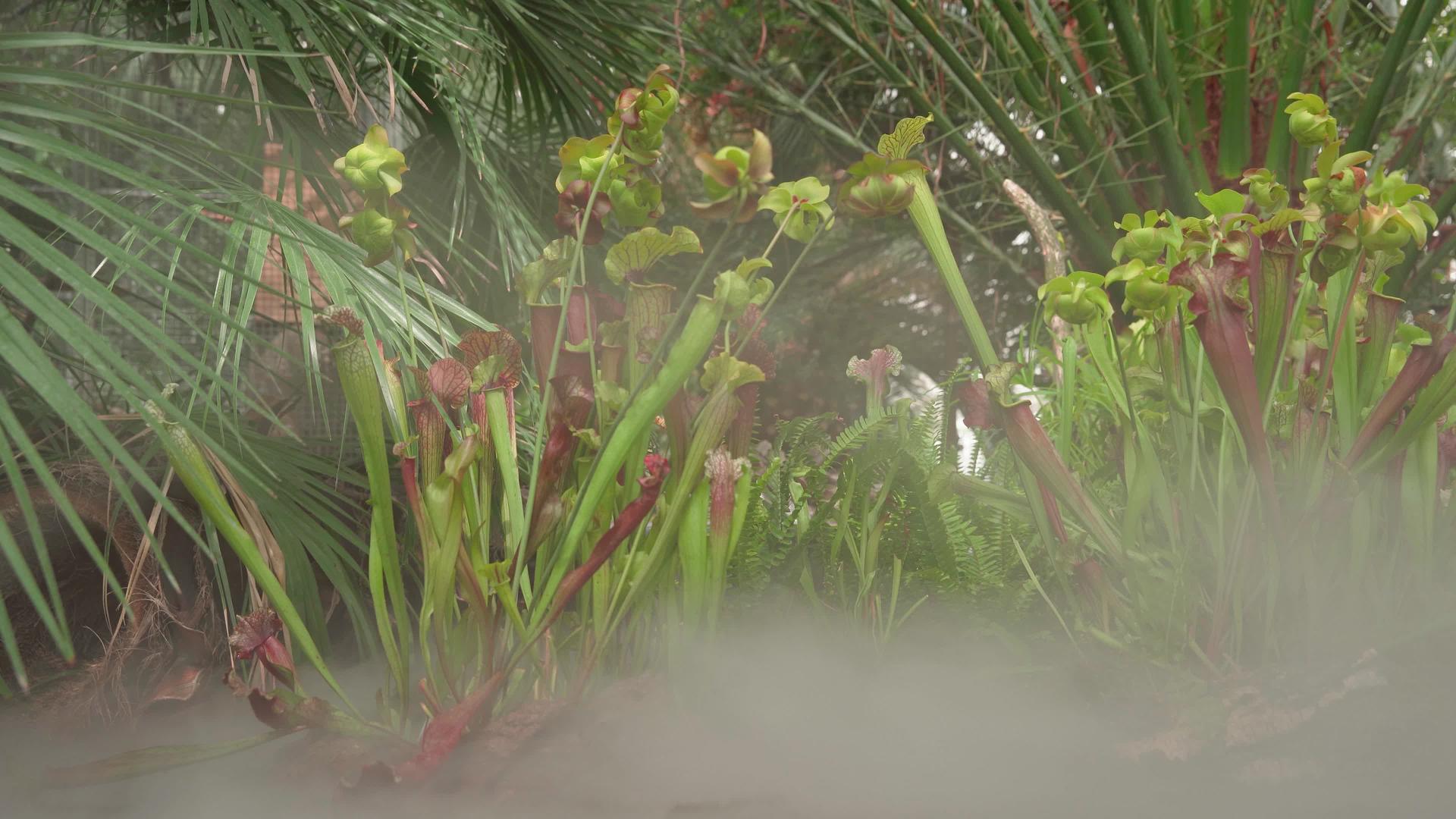 吃肉植物的蛋白质在雨林的清晨雾中视频的预览图