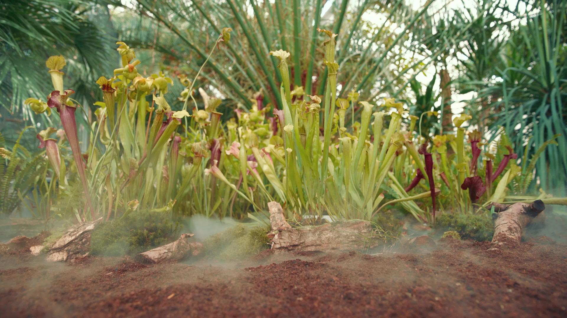 食肉黄油植物在森林的清晨雾中生产视频的预览图