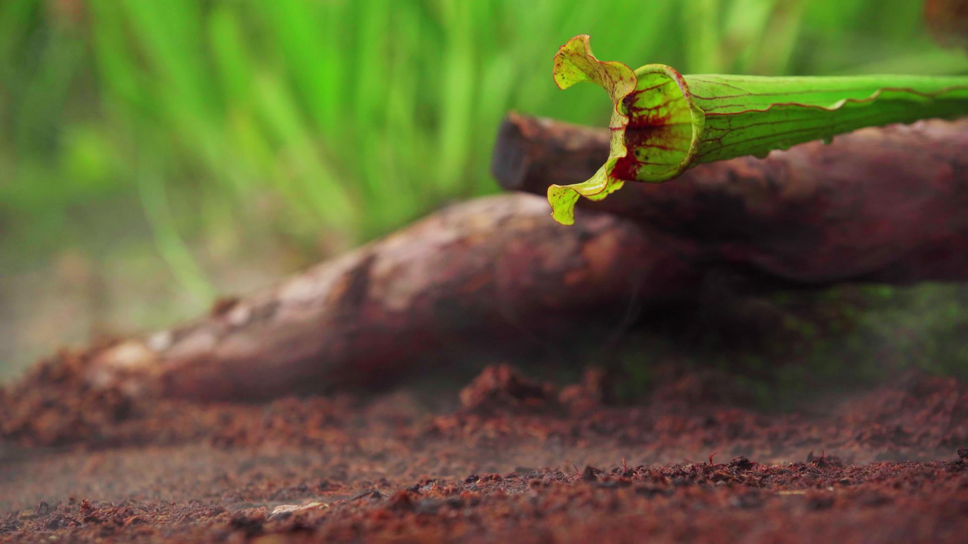 食肉黄油植物在森林的清晨雾中生产视频的预览图