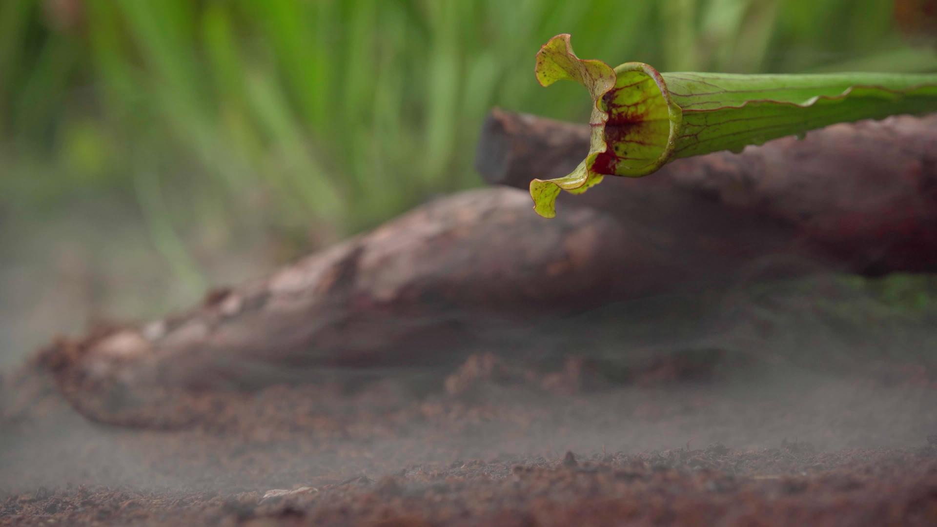 食肉黄油植物在丛林的清晨雾中生产视频的预览图